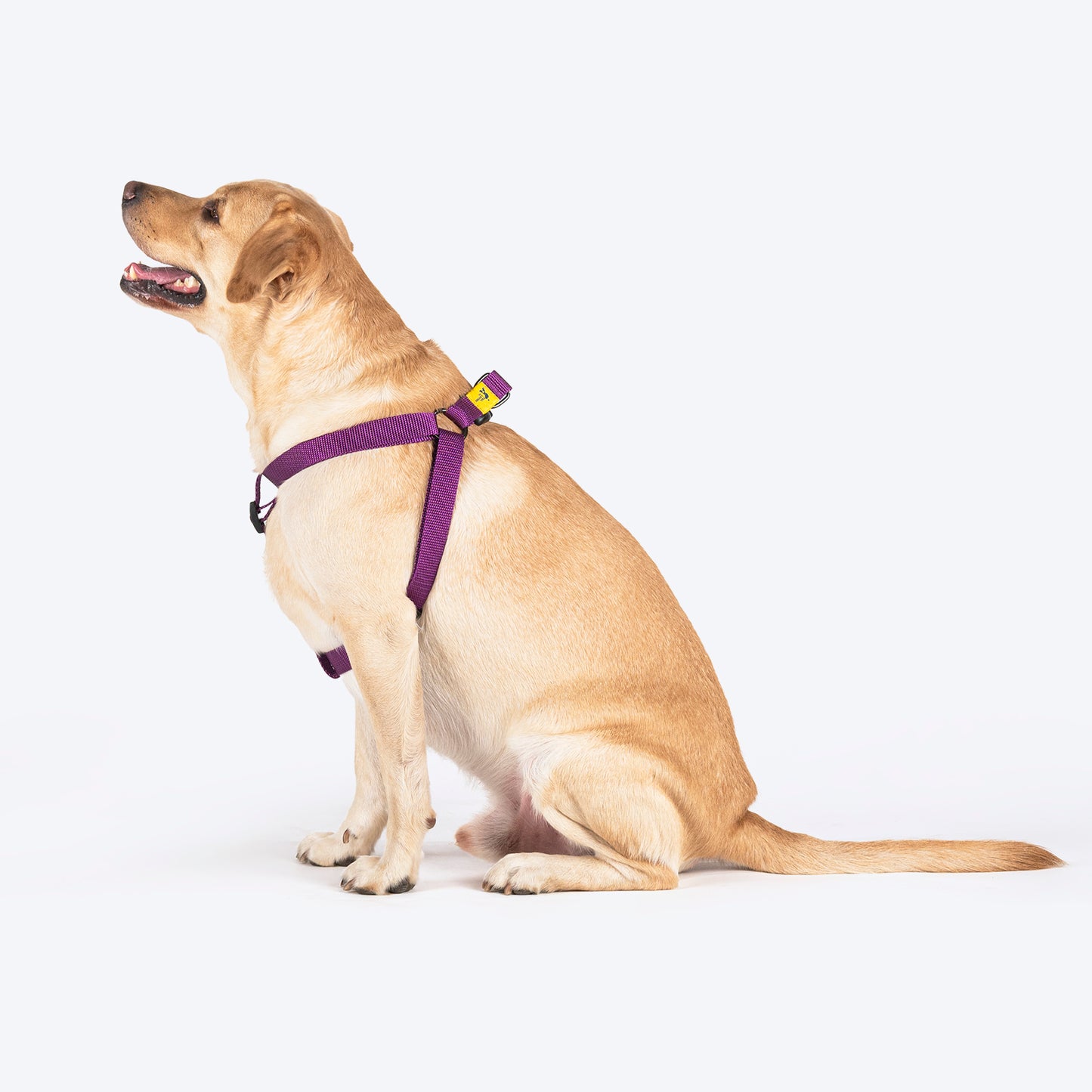 TLC Step-In Harness For Dog - Purple - Heads Up For Tails