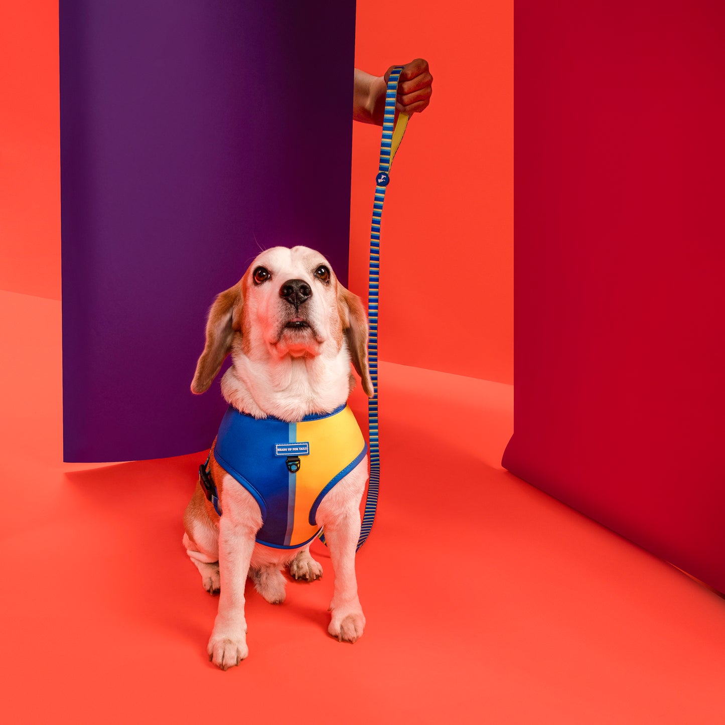 HUFT Blazing Blue Dog Reversible Harness_02