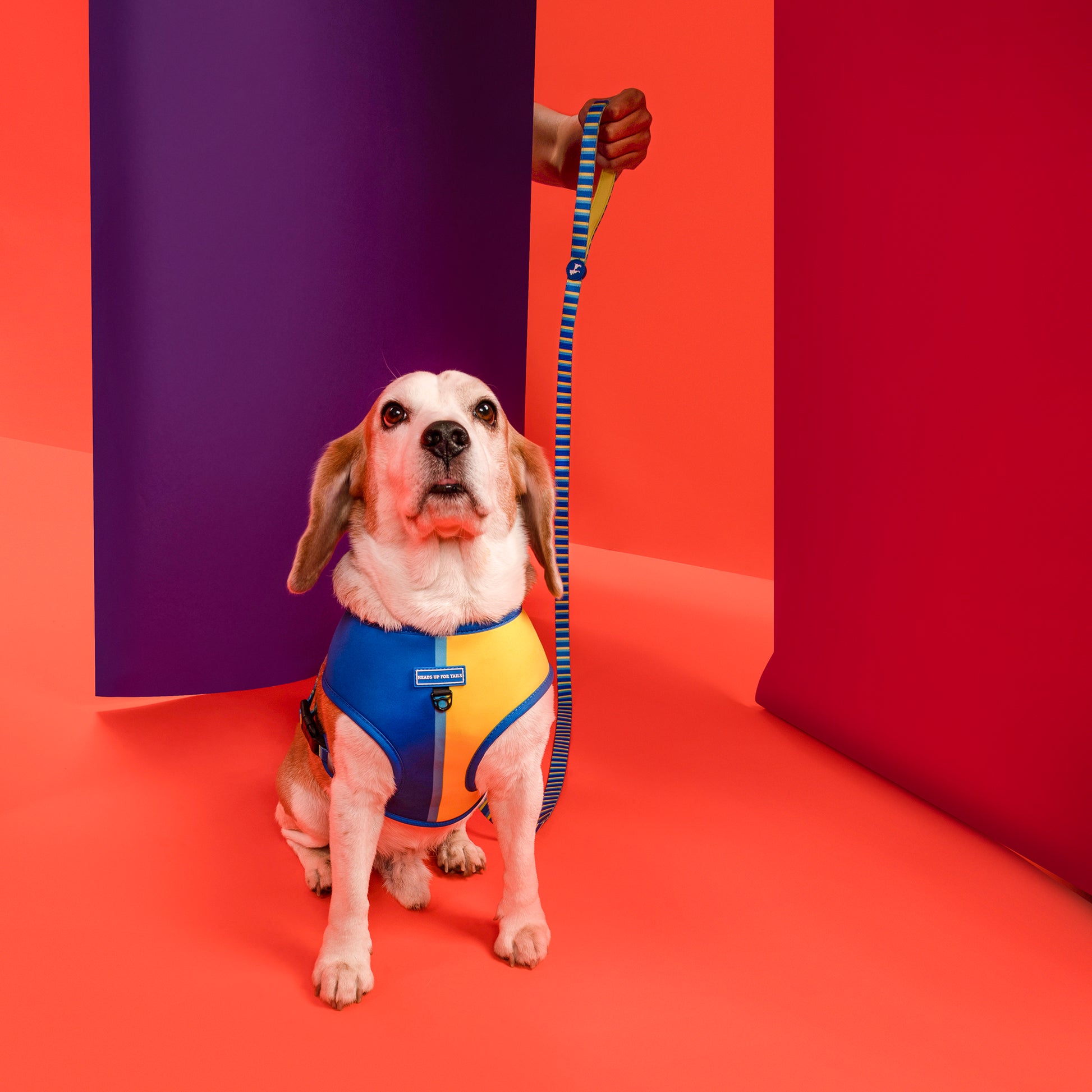 HUFT Blazing Blue Dog Reversible Harness_02