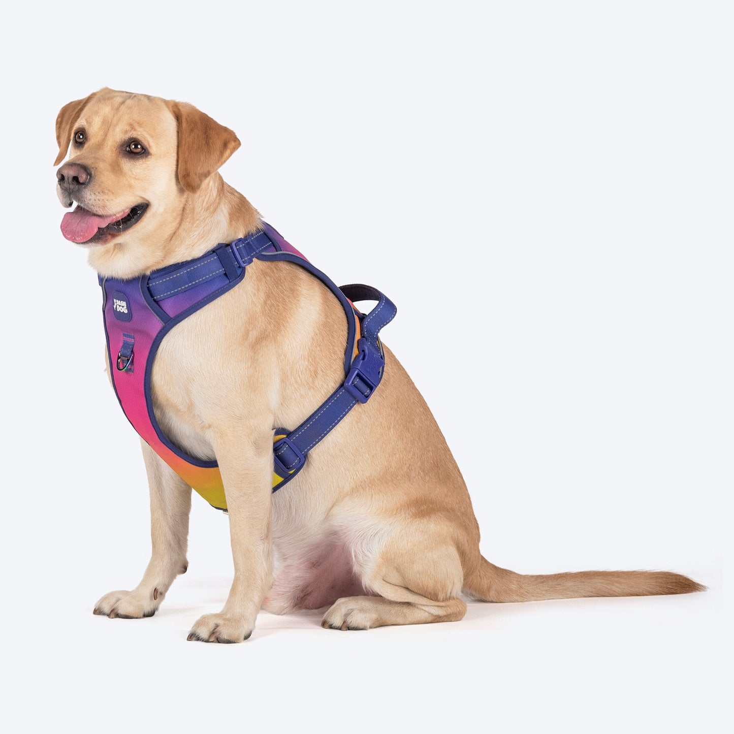Dash Dog Flow Walk-Along Harness For Dog - Pink & Purple - Heads Up For Tails