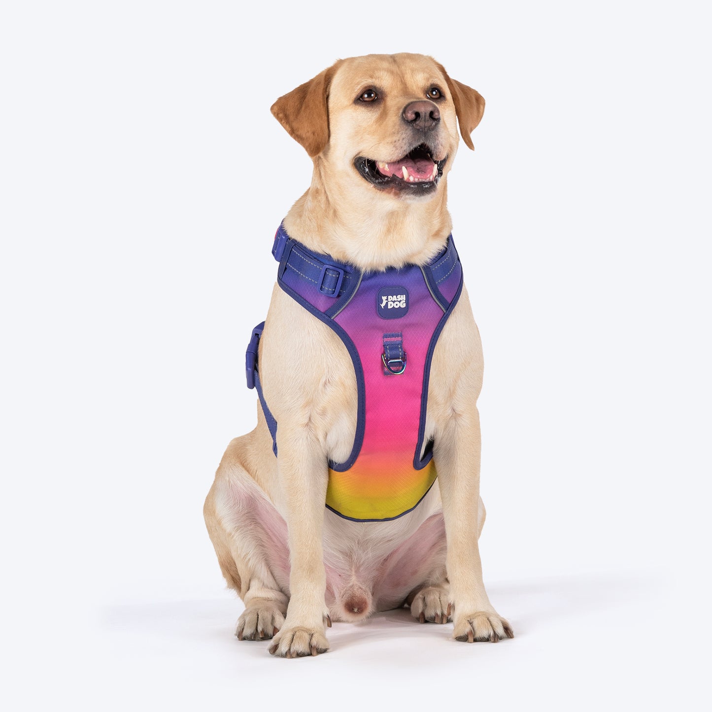 Dash Dog Flow Walk-Along Harness For Dog - Pink & Purple - Heads Up For Tails
