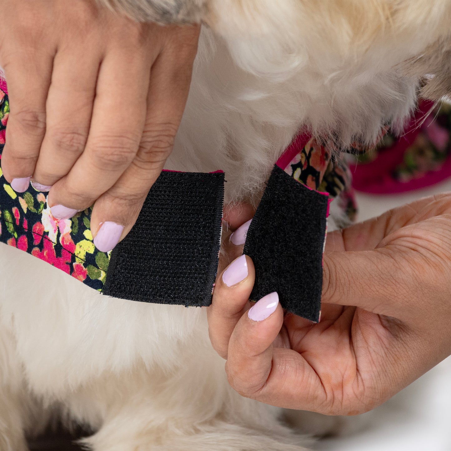 HUFT Printed Floral Cotton Dress For Dog - Black - Heads Up For Tails