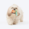 HUFT Cuddle Bear Squeaky Plush Toy For Puppies - Multicolor - Heads Up For Tails
