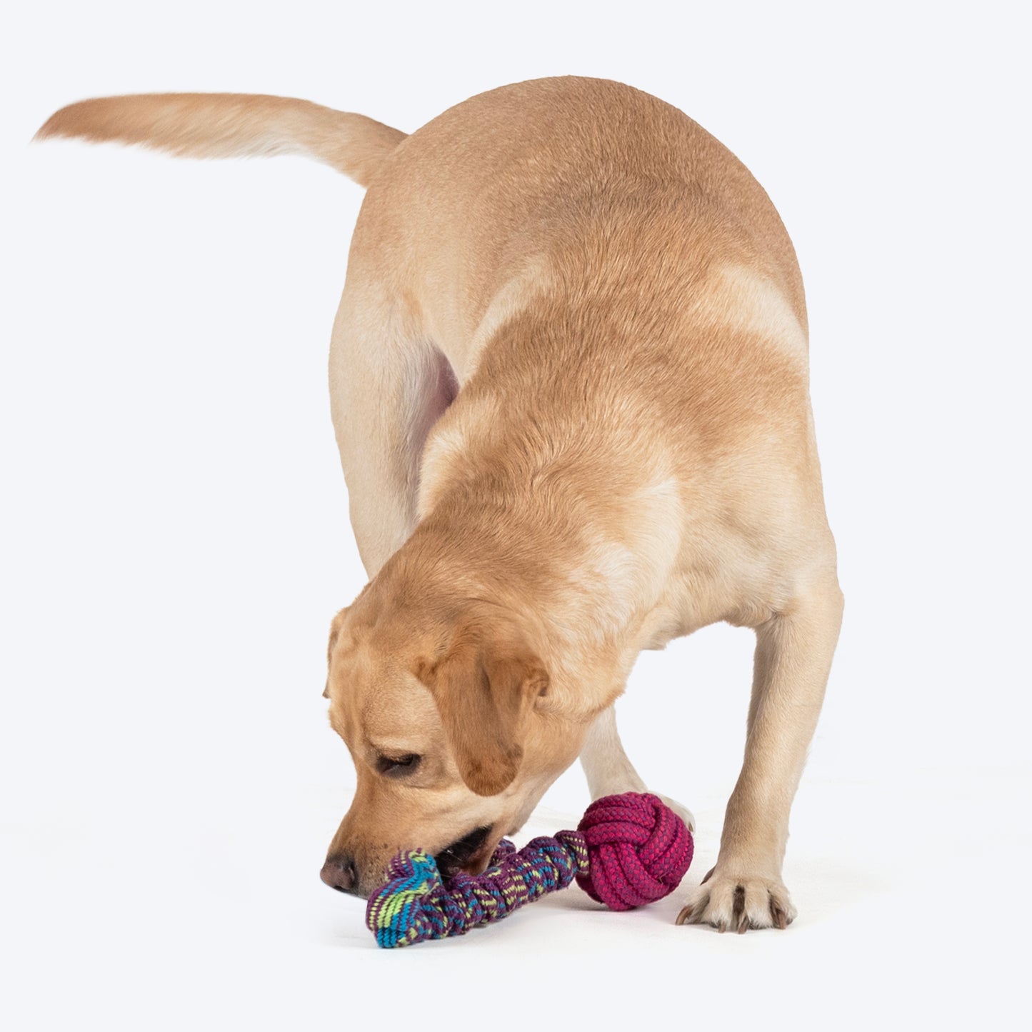 Dash Dog Catch-Me-Knot Bungee Rope Toy For Dog - Purple - Heads Up For Tails