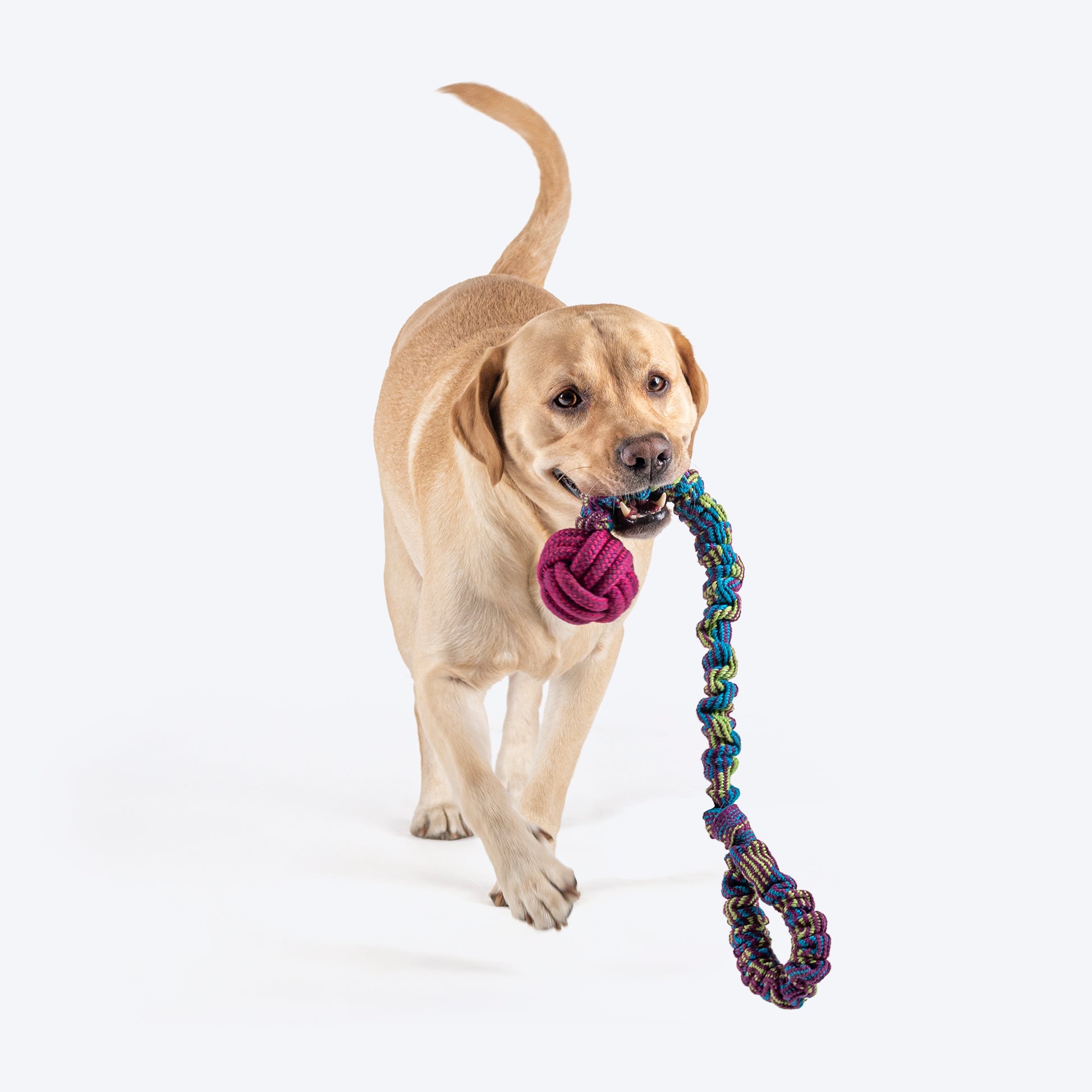 Dash Dog Catch-Me-Knot Bungee Rope Toy For Dog - Purple - Heads Up For Tails
