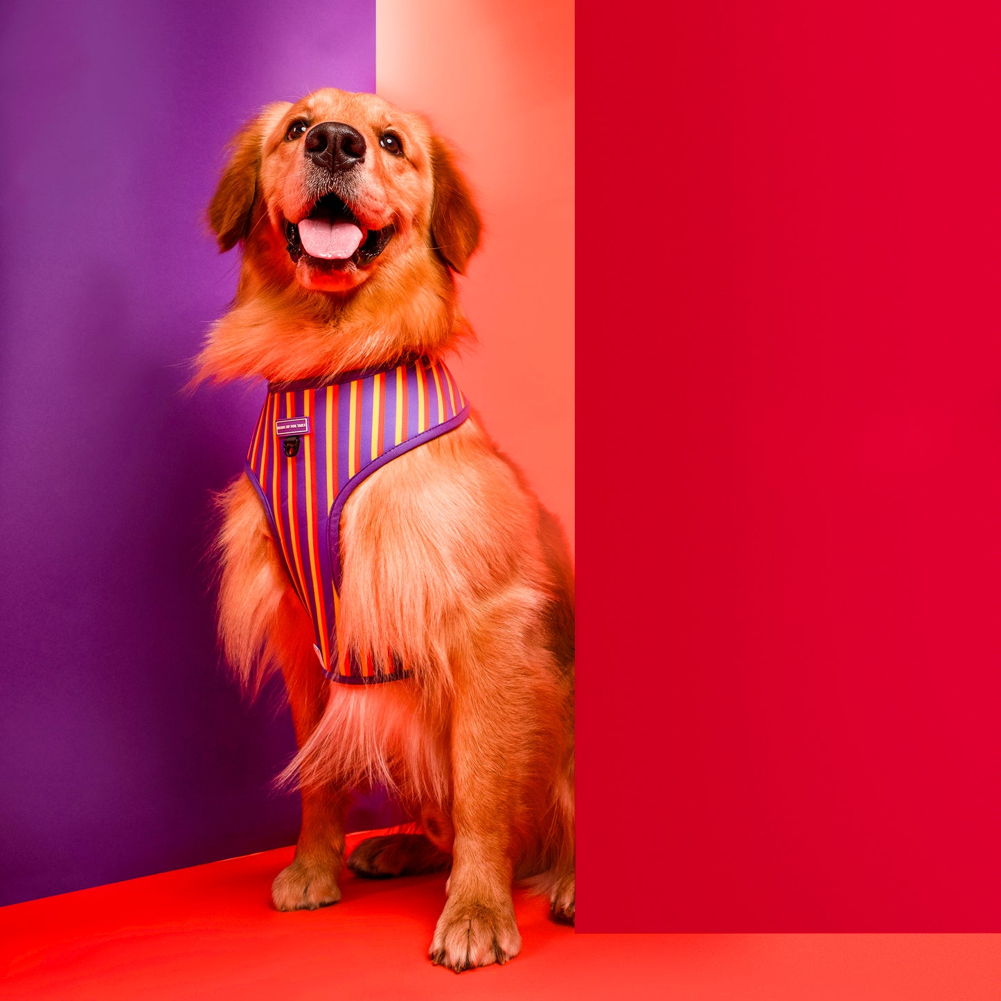 HUFT Sunny Stride Dog Reversible Harness_02