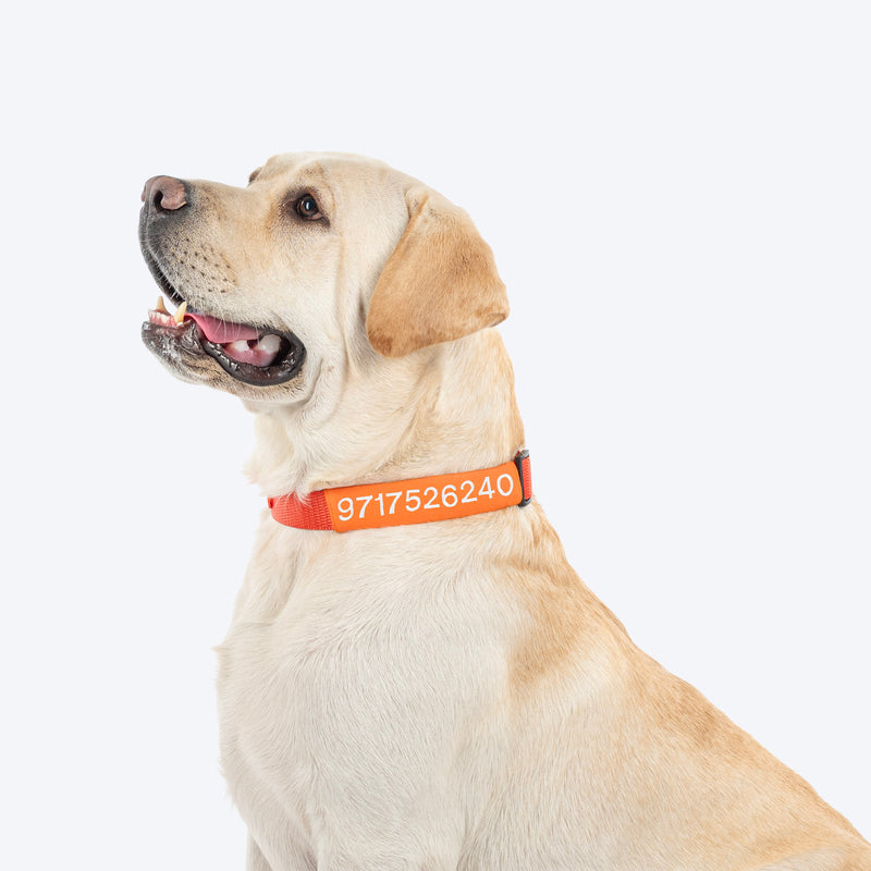 HUFT Personalised Classic (Mobile No.) Dog Collar - Rust Orange - Heads Up For Tails