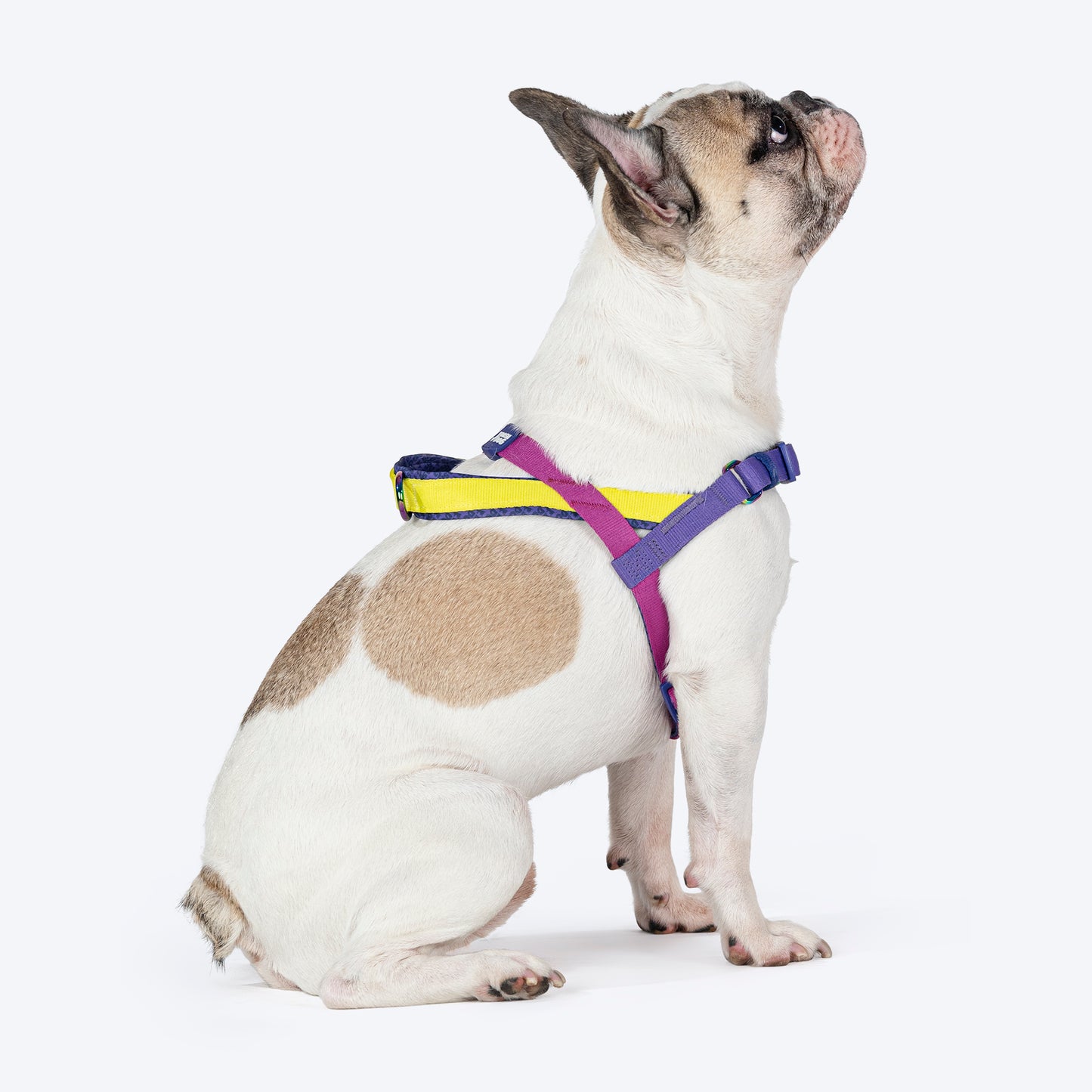 Dash Dog On-The-Go Harness For Dog - Yellow - Heads Up For Tails