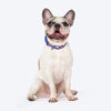 Dash Dog Pixel Padded Collar For Dog - Purple - Heads Up For Tails