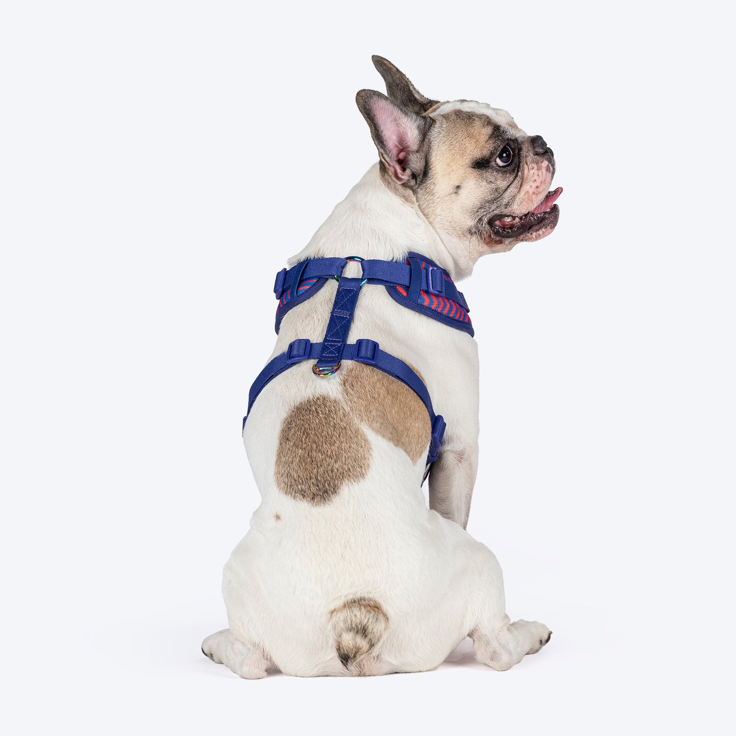 Dash Dog Chevron Easy Walk Harness For Dog - Purple - Heads Up For Tails