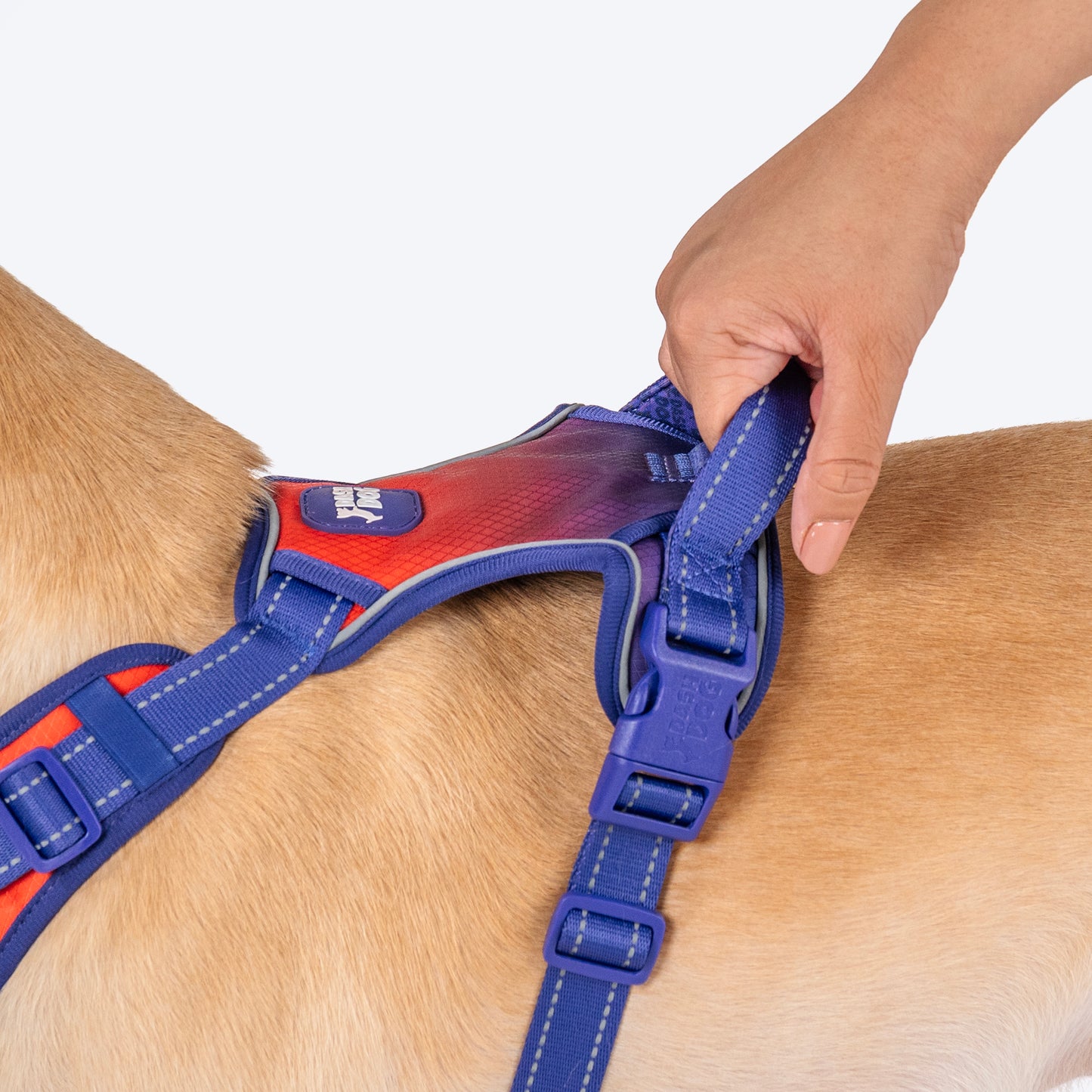 Dash Dog Flow Walk-Along Harness For Dog - Red & Purple - Heads Up For Tails