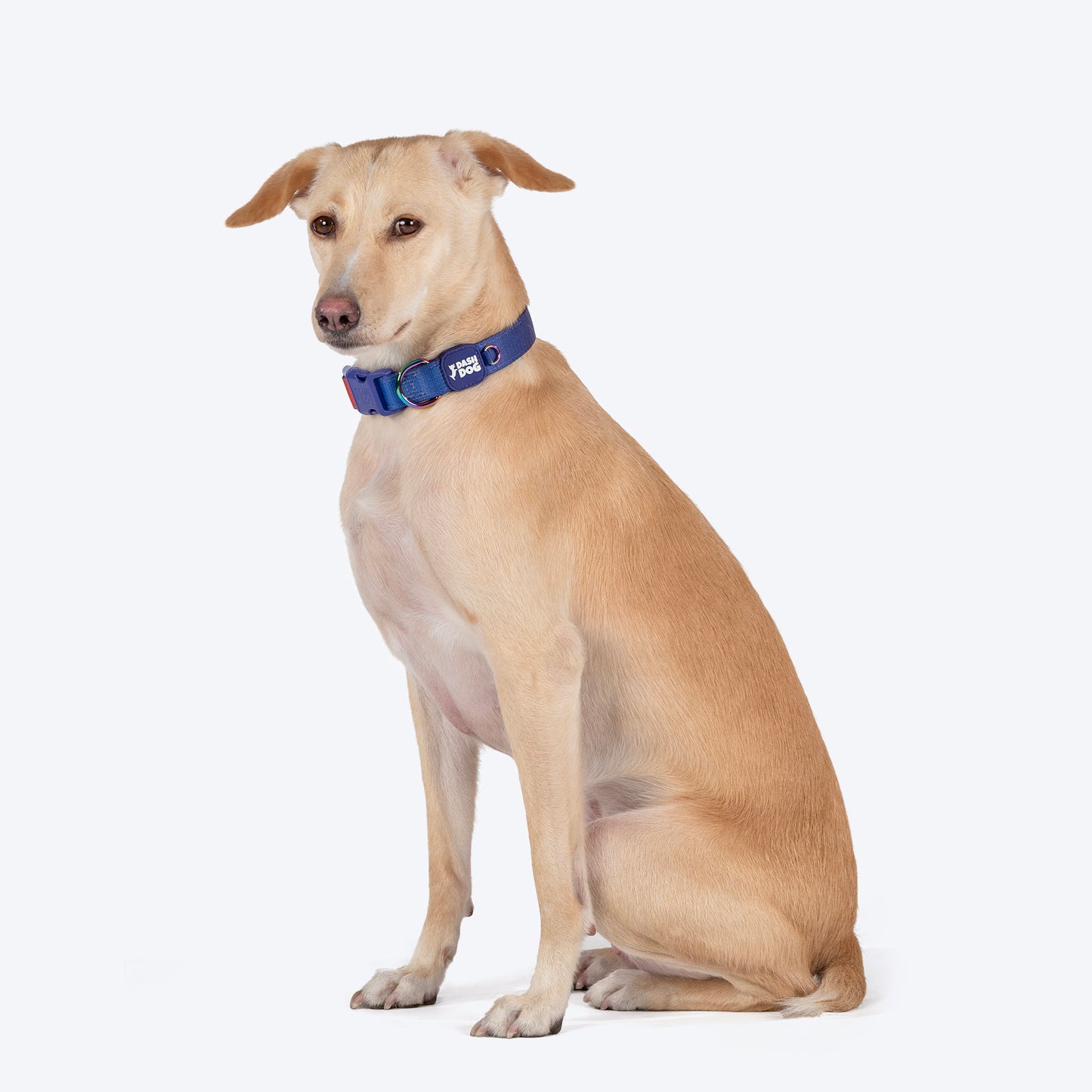 Dash Dog Flow Padded Collar For Dog - Red & Purple - Heads Up For Tails