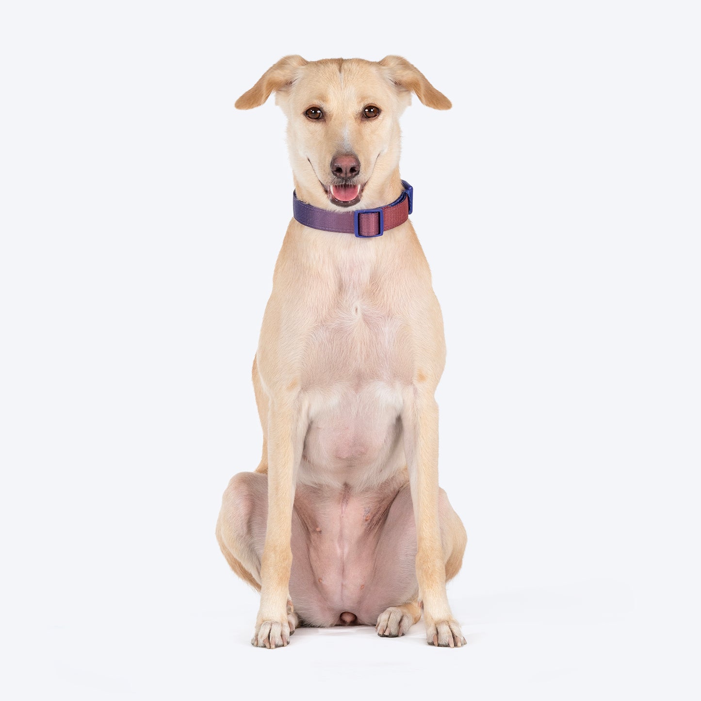 Dash Dog Flow Padded Collar For Dog - Red & Purple - Heads Up For Tails