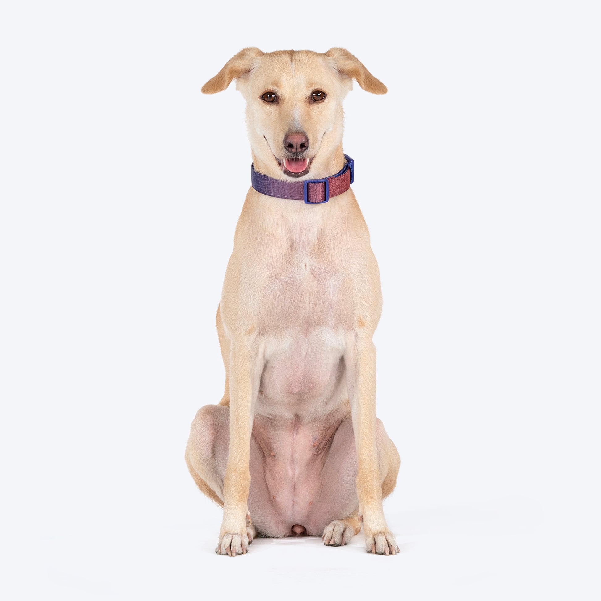 Dash Dog Flow Padded Collar For Dog - Red & Purple - Heads Up For Tails