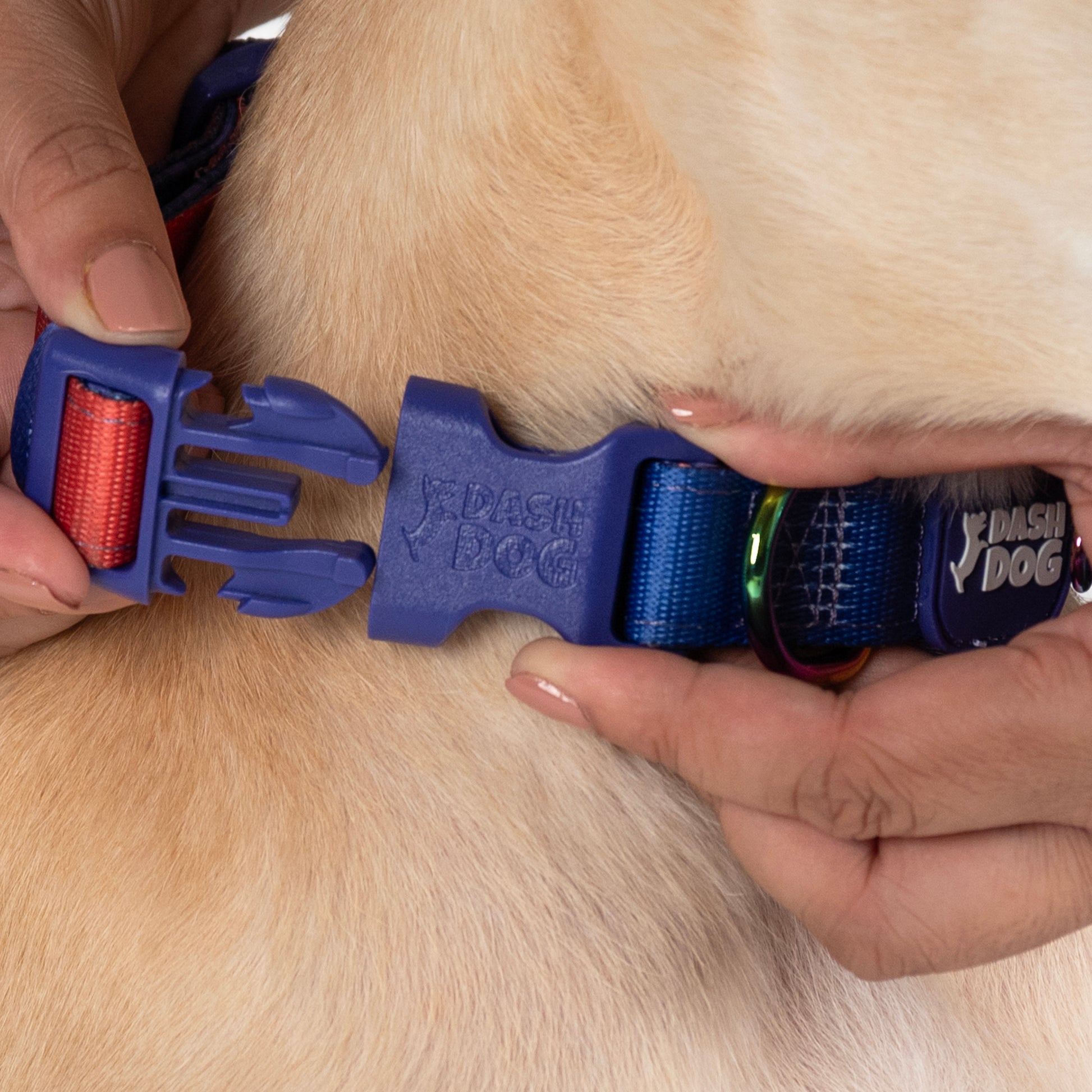 Dash Dog Flow Padded Collar For Dog - Red & Purple - Heads Up For Tails