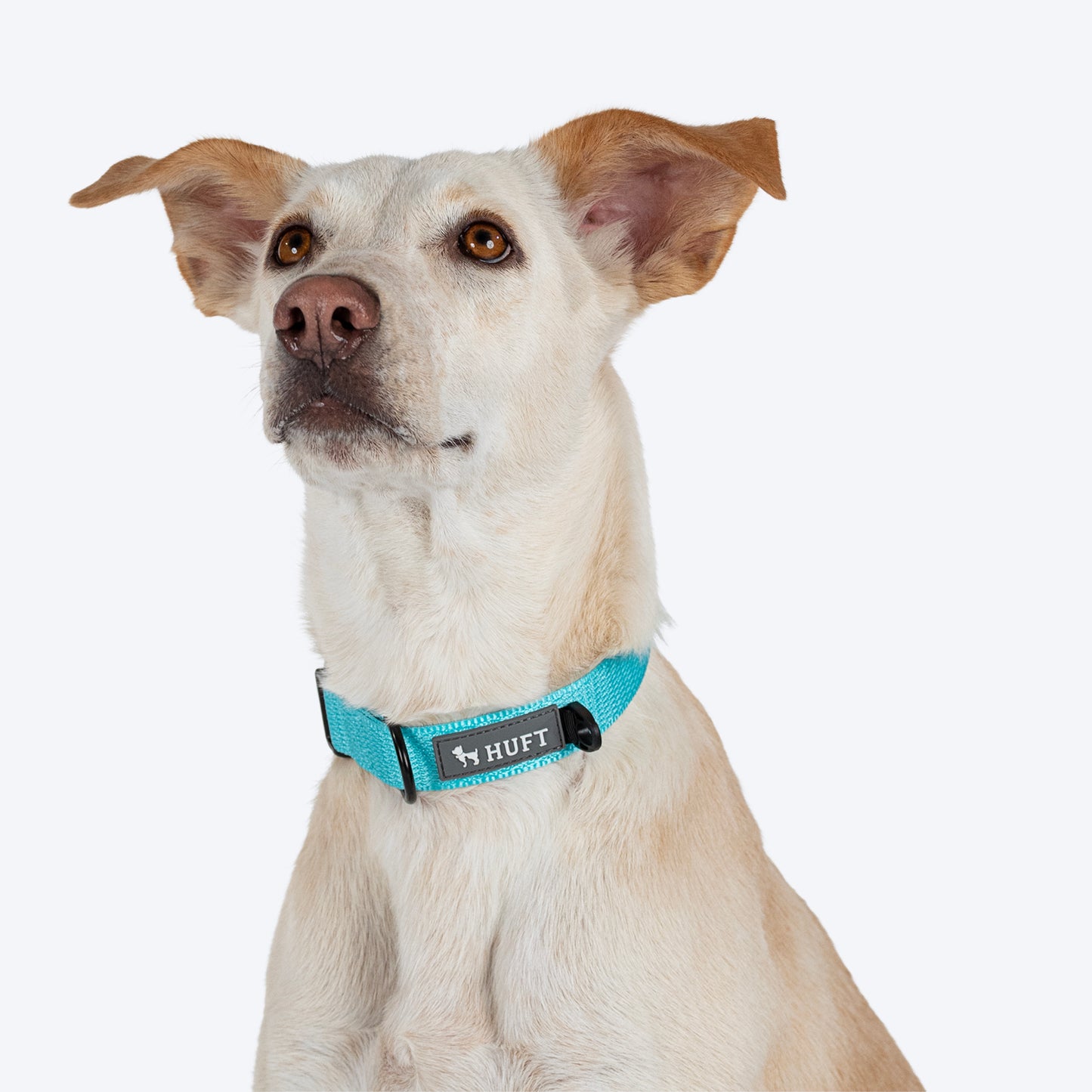 HUFT Basics Dog Collar - Blue - Heads Up For Tails