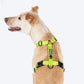 HUFT Basics Dog H-Harness - Neon Green & Blue - Heads Up For Tails
