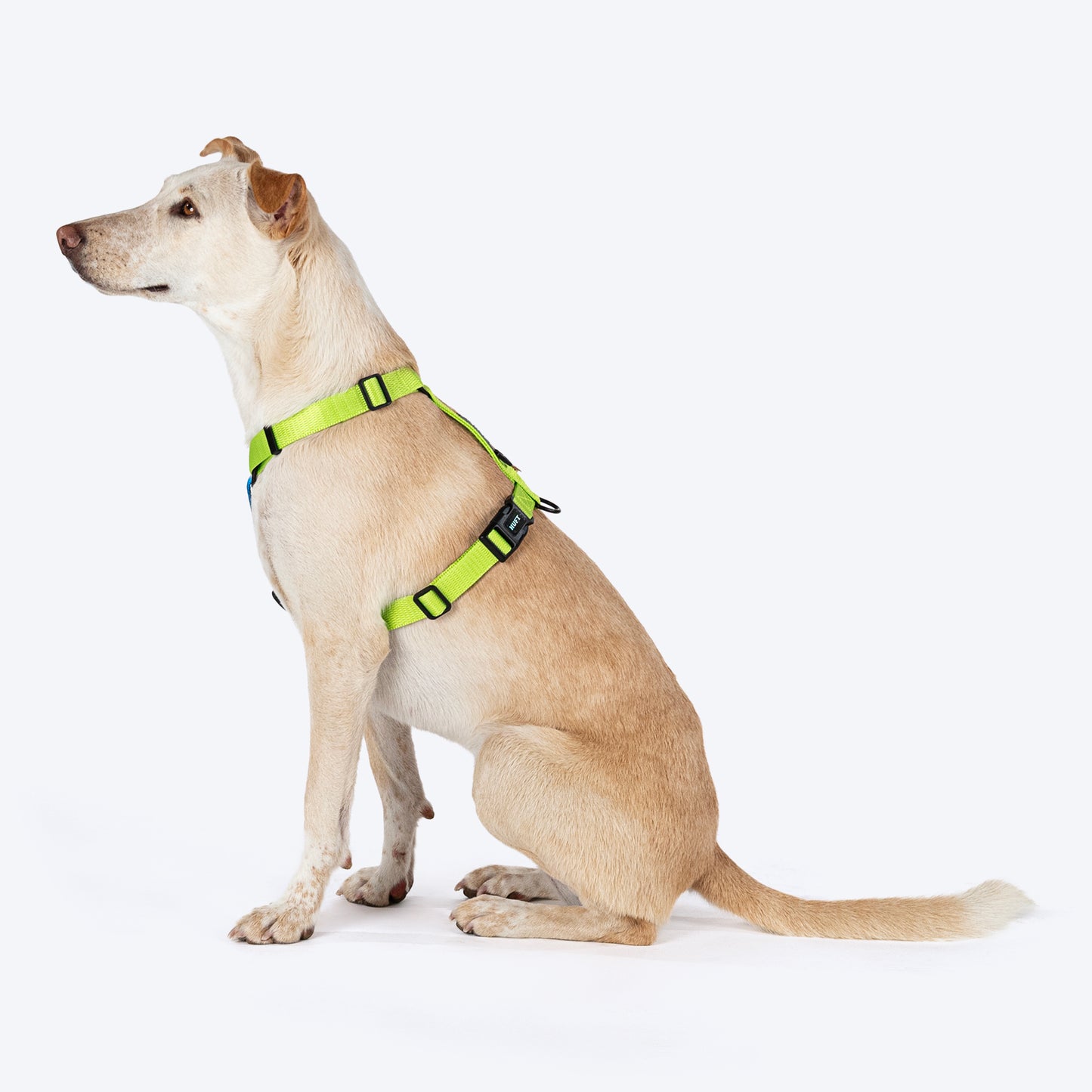 HUFT Basics Dog H-Harness - Neon Green & Blue - Heads Up For Tails