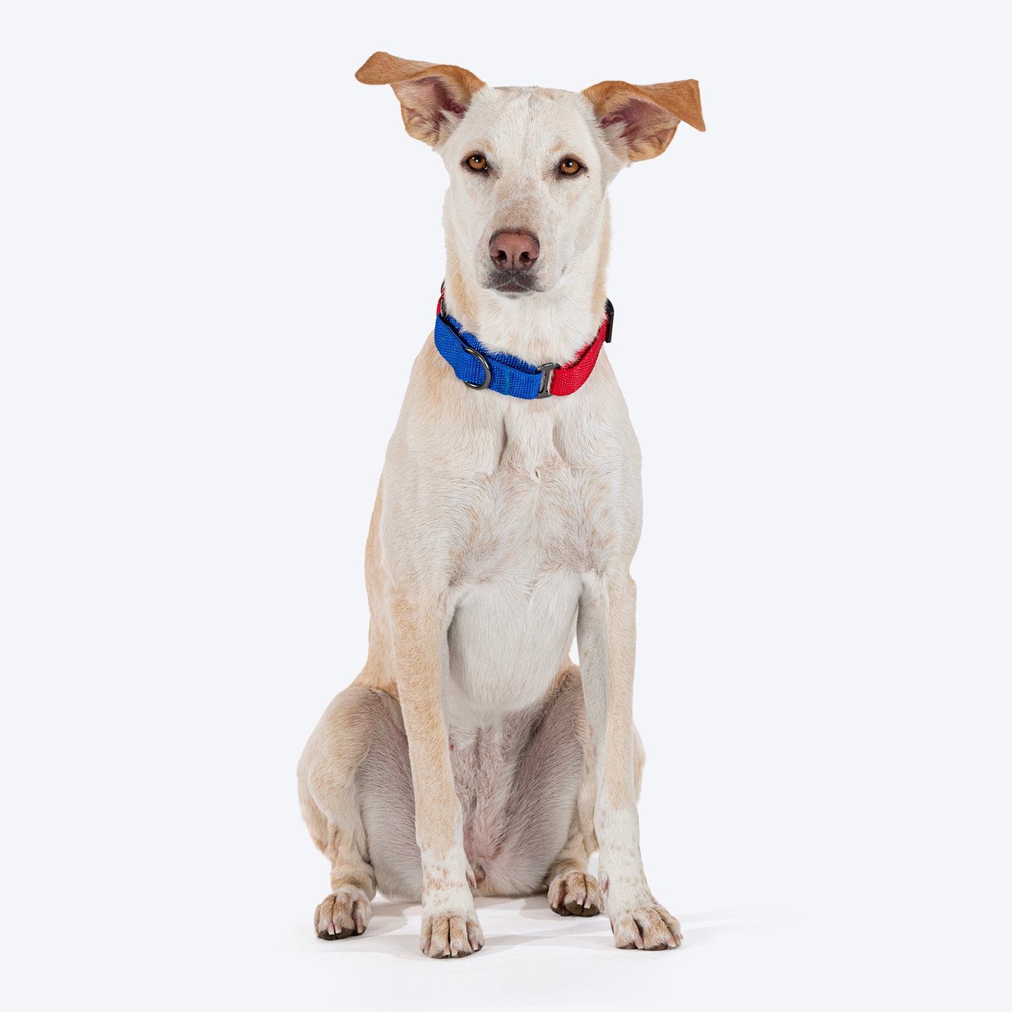 HUFT Martingale Collar For Dog - Crimson Red & Cobalt Blue - Heads Up For Tails