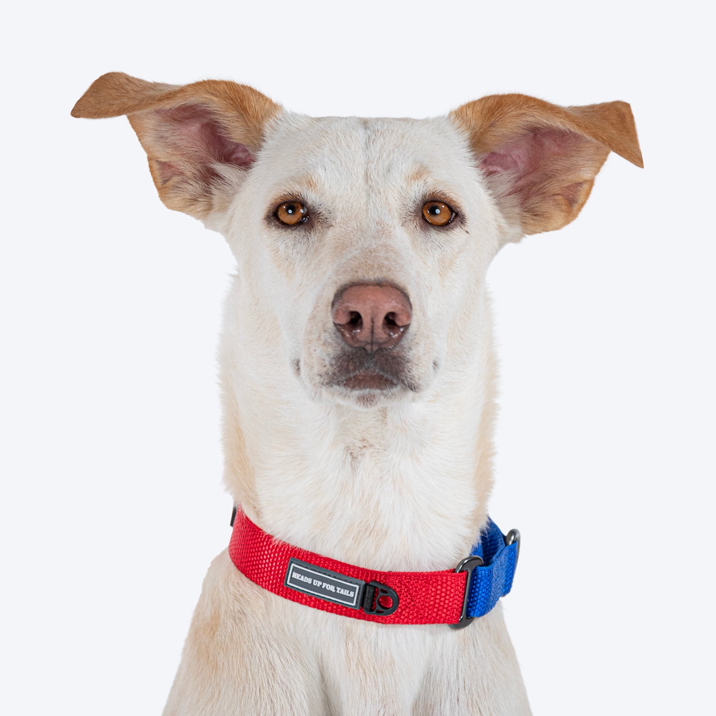 HUFT Martingale Collar For Dog - Crimson Red & Cobalt Blue - Heads Up For Tails