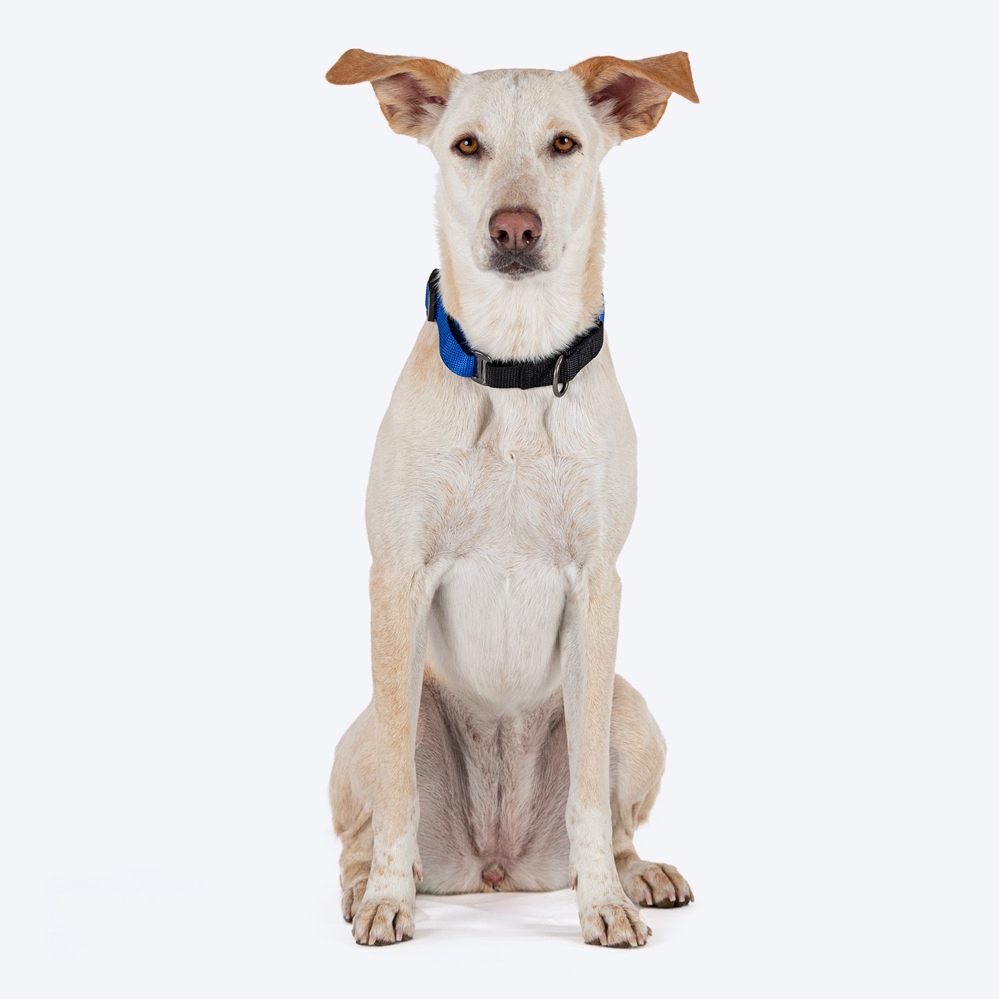 HUFT Martingale Collar For Dog - Cobalt Blue & Classic Black - Heads Up For Tails