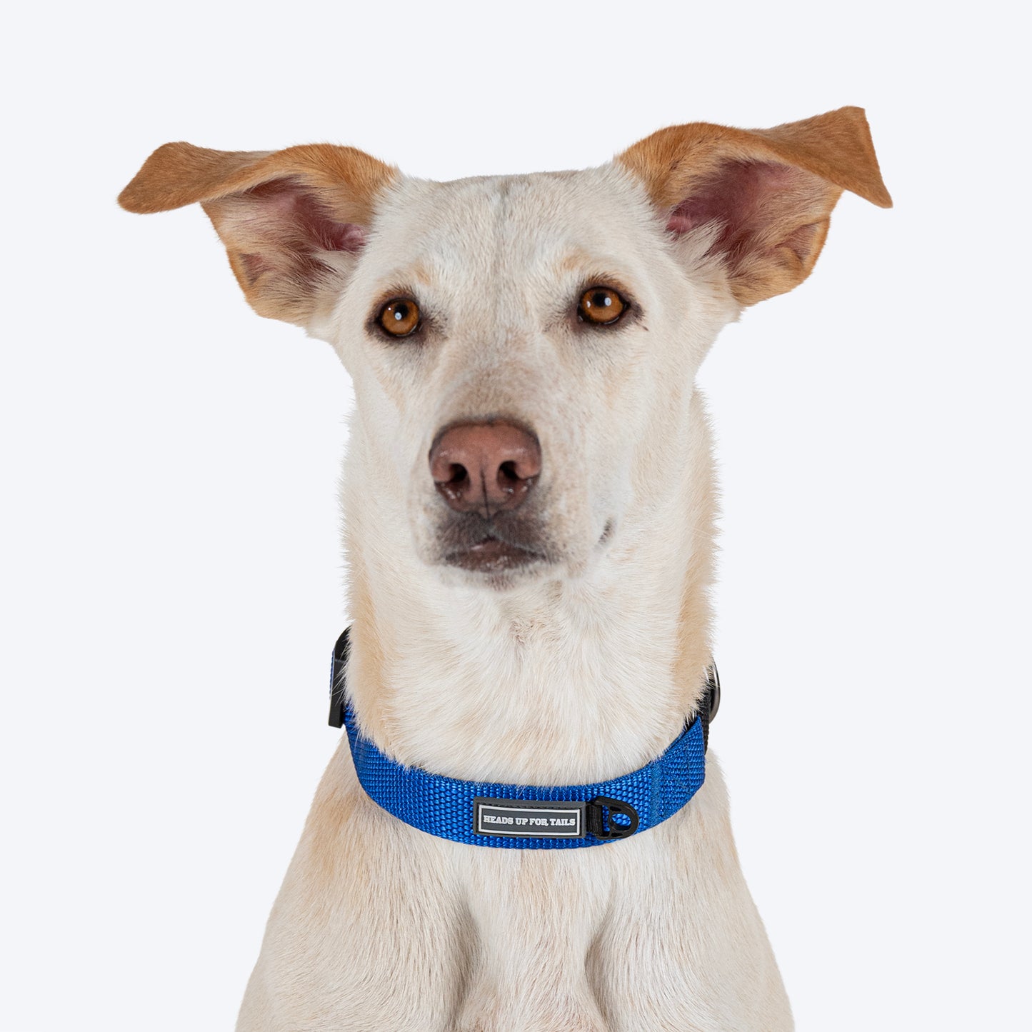 HUFT Martingale Collar For Dog - Cobalt Blue & Classic Black - Heads Up For Tails
