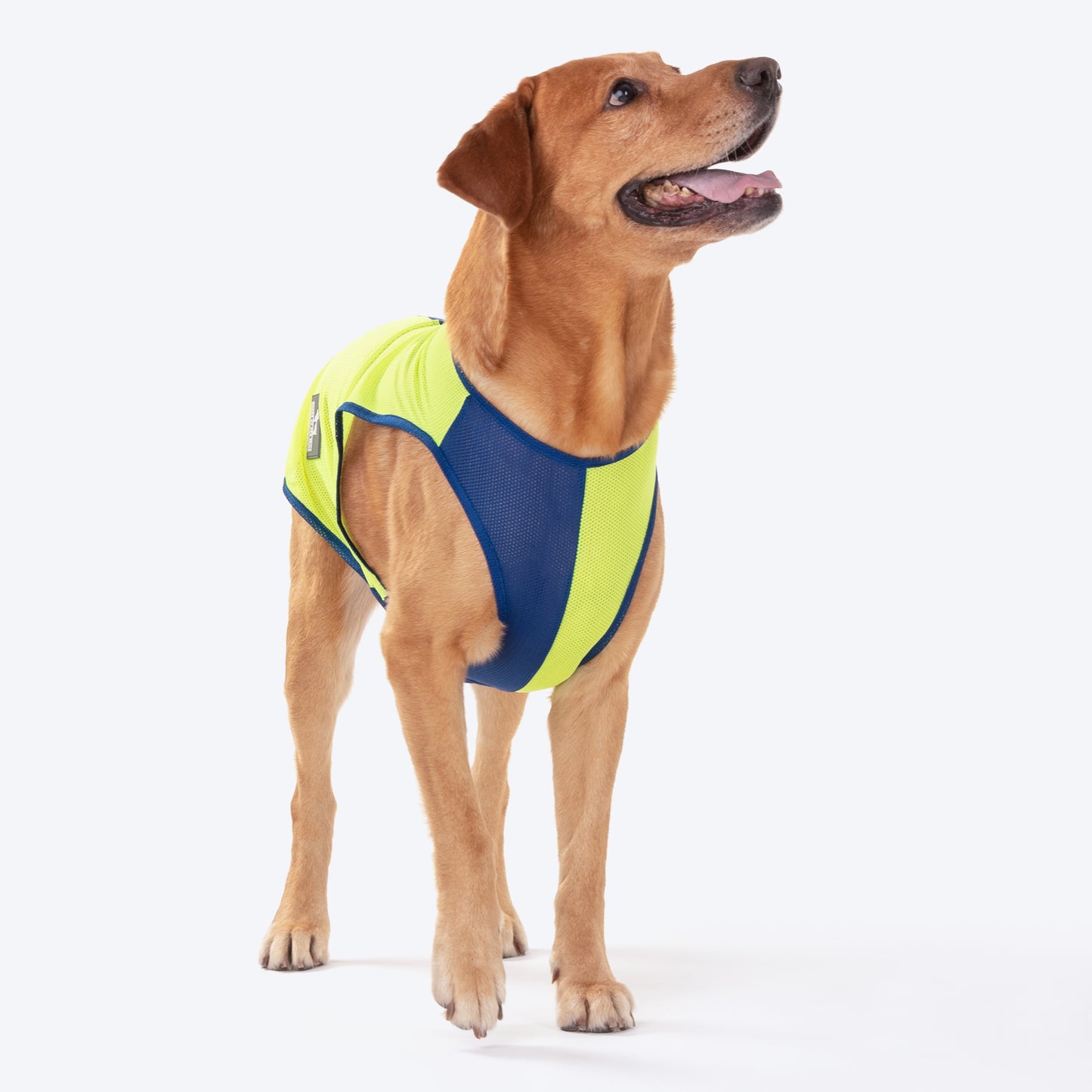 HUFT Neon Burst Vest For Dogs (Blue) - Heads Up For Tails