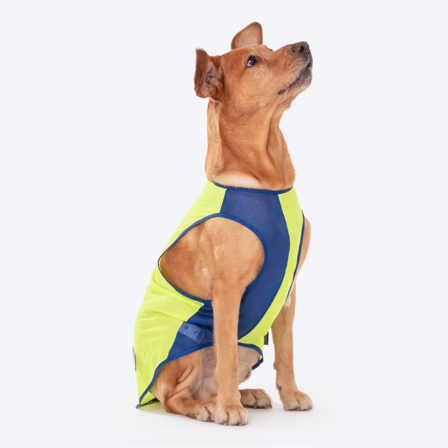 HUFT Neon Burst Vest For Dogs (Blue) - Heads Up For Tails