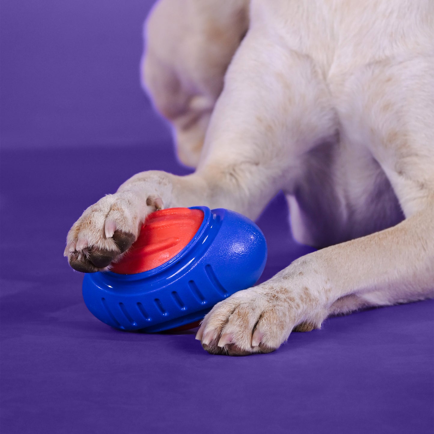Dash Dog Sprinter Fetch Toy For Dog - Blue & Red - S - Heads Up For Tails