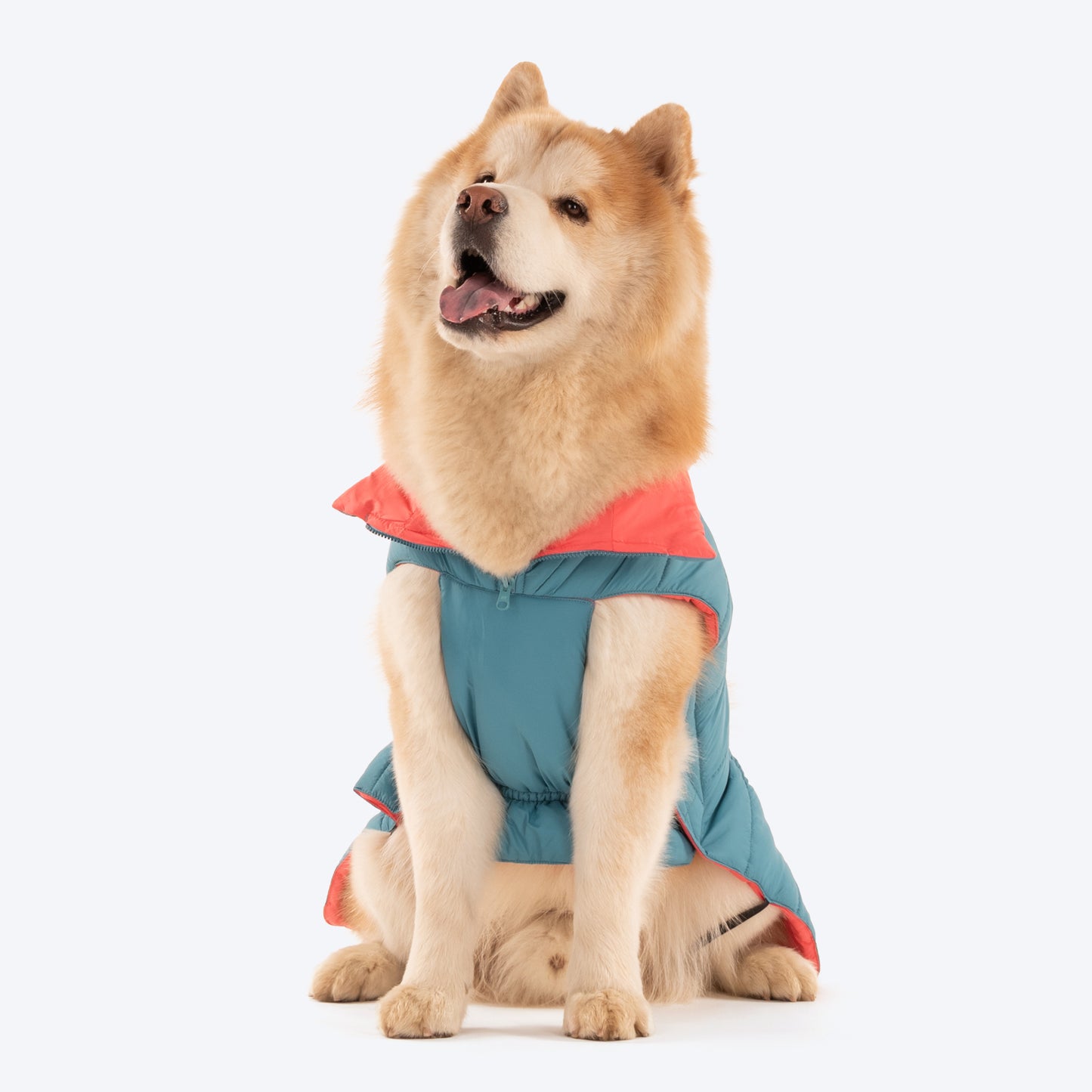 Dash Dog Puffer Dog Jacket - Aqua & Coral_05