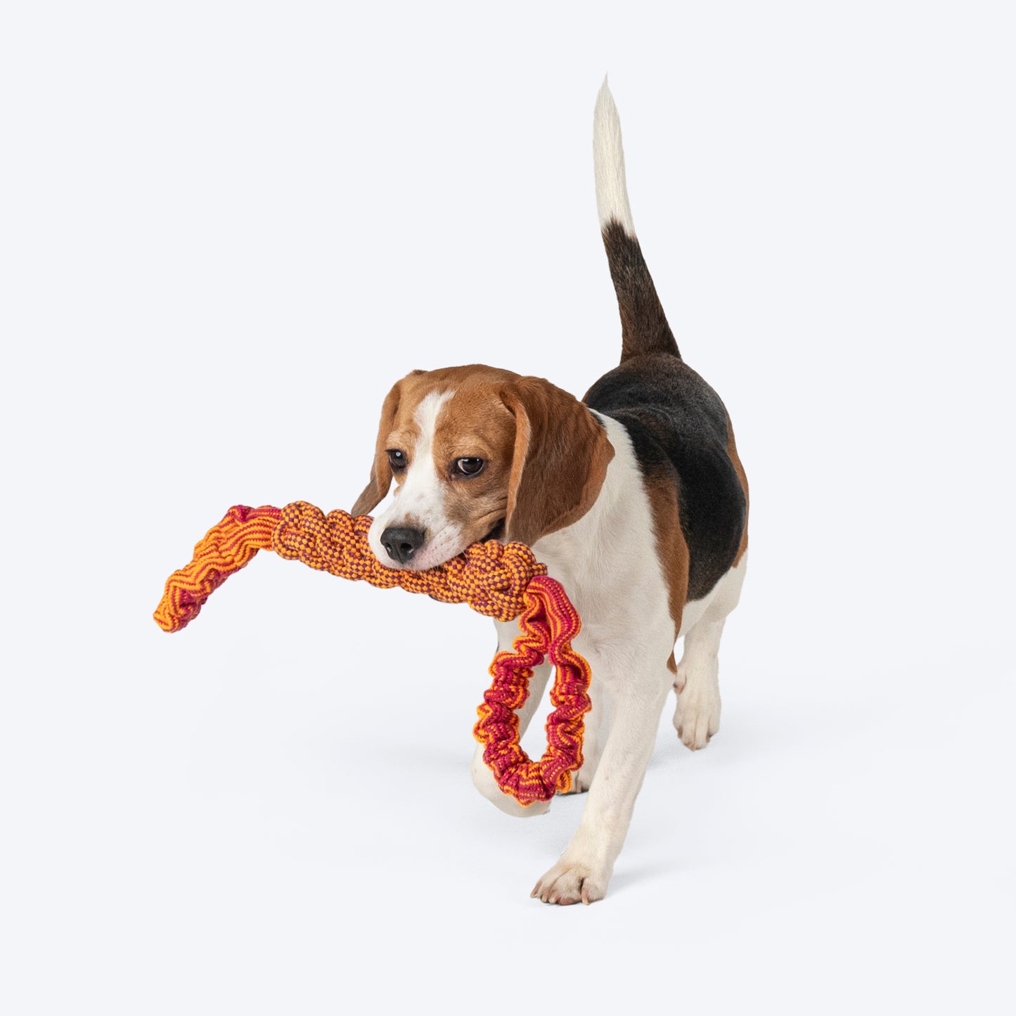 Dash Dog Tug-O-War Bungee Rope Toy For Dog - Orange - Heads Up For Tails