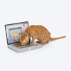 HUFT Meowbook Laptop Sctacher For Cat - Grey - Heads Up For Tails