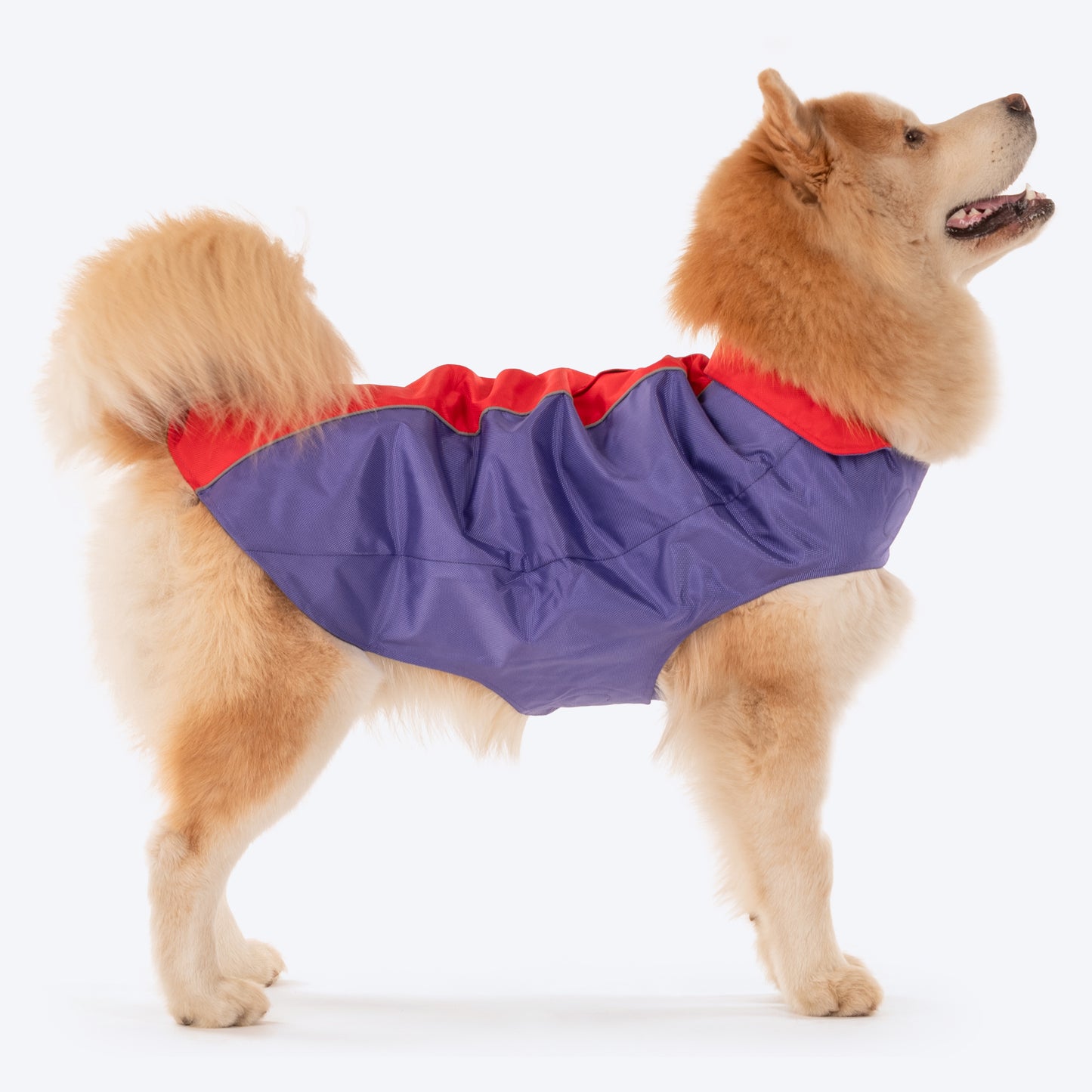 Dash Dog Outdoor Dog Jacket - Violet & Red_08