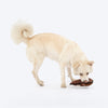 Dash Dog Squeaky Squirrel Plush Toy for Dog - Brown - Heads Up For Tails