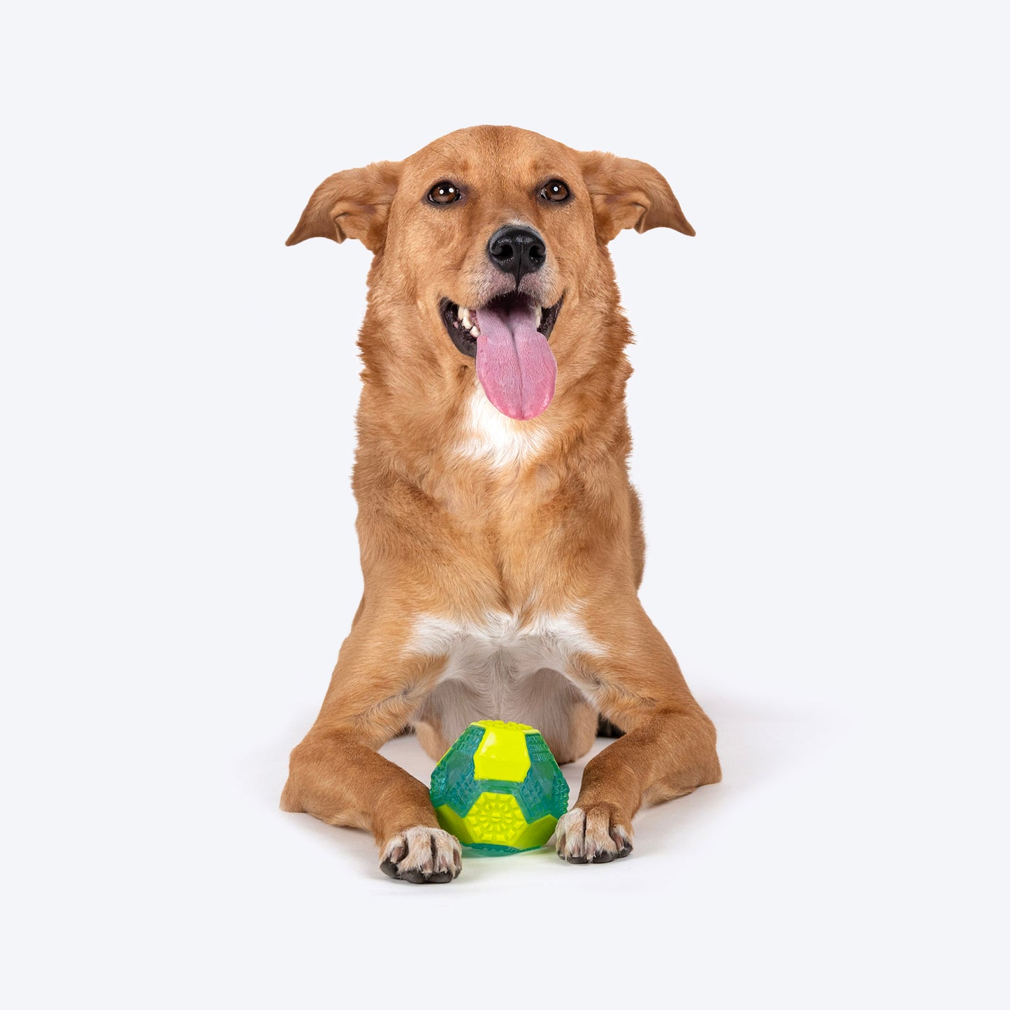 Dash Dog Grip & Go Squeaky Ball For Dog - Neon Green & Blue - Heads Up For Tails