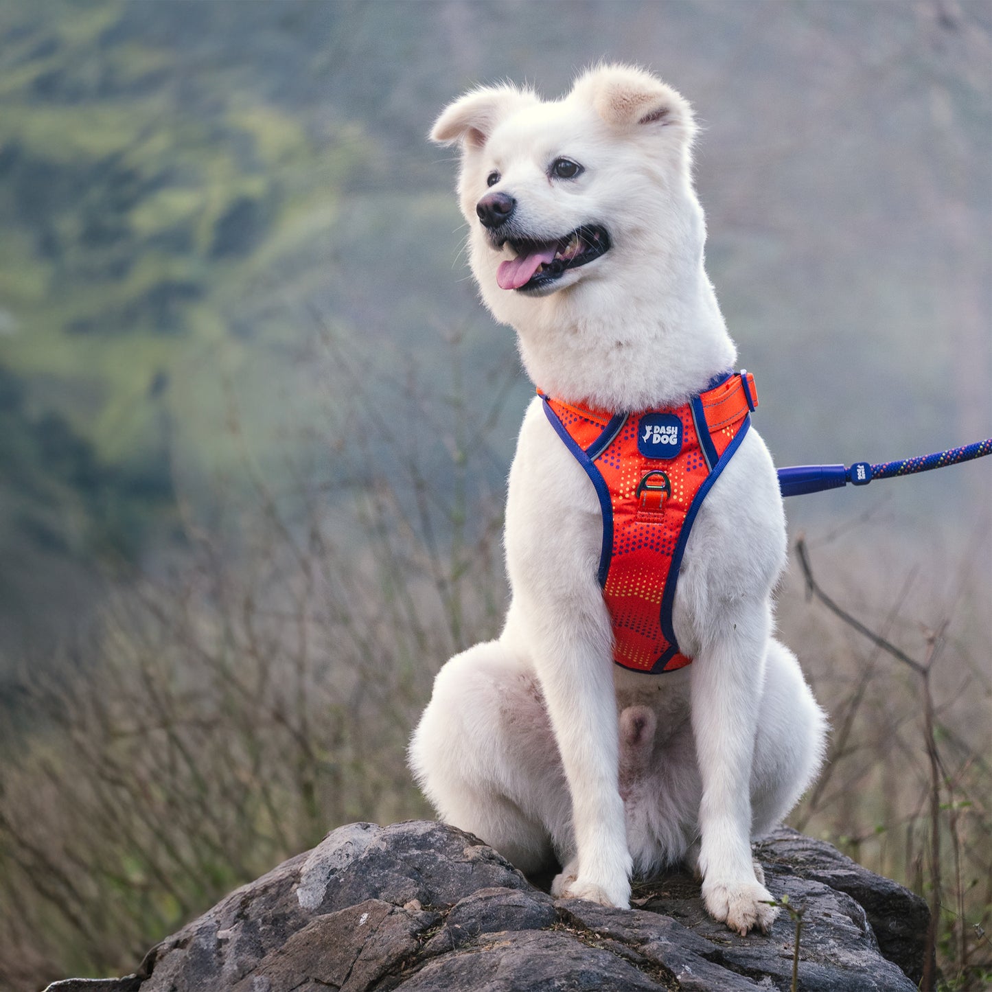 Dash Dog Super Stride Walk Along Harness For Dog - Orange - Heads Up For Tails