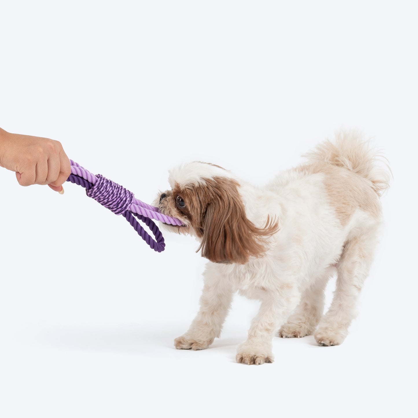 Dash Dog Lazy Loop Rope Toy For Dog - Purple_03
