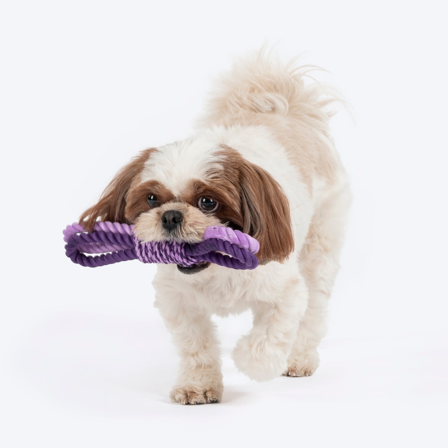 Dash Dog Lazy Loop Rope Toy For Dog - Purple_02