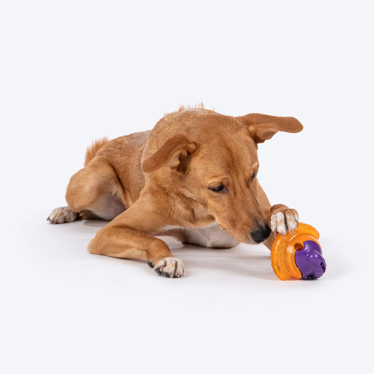 Dash Dog Chomping Champ Ball Toy For Dog - Orange & Purple