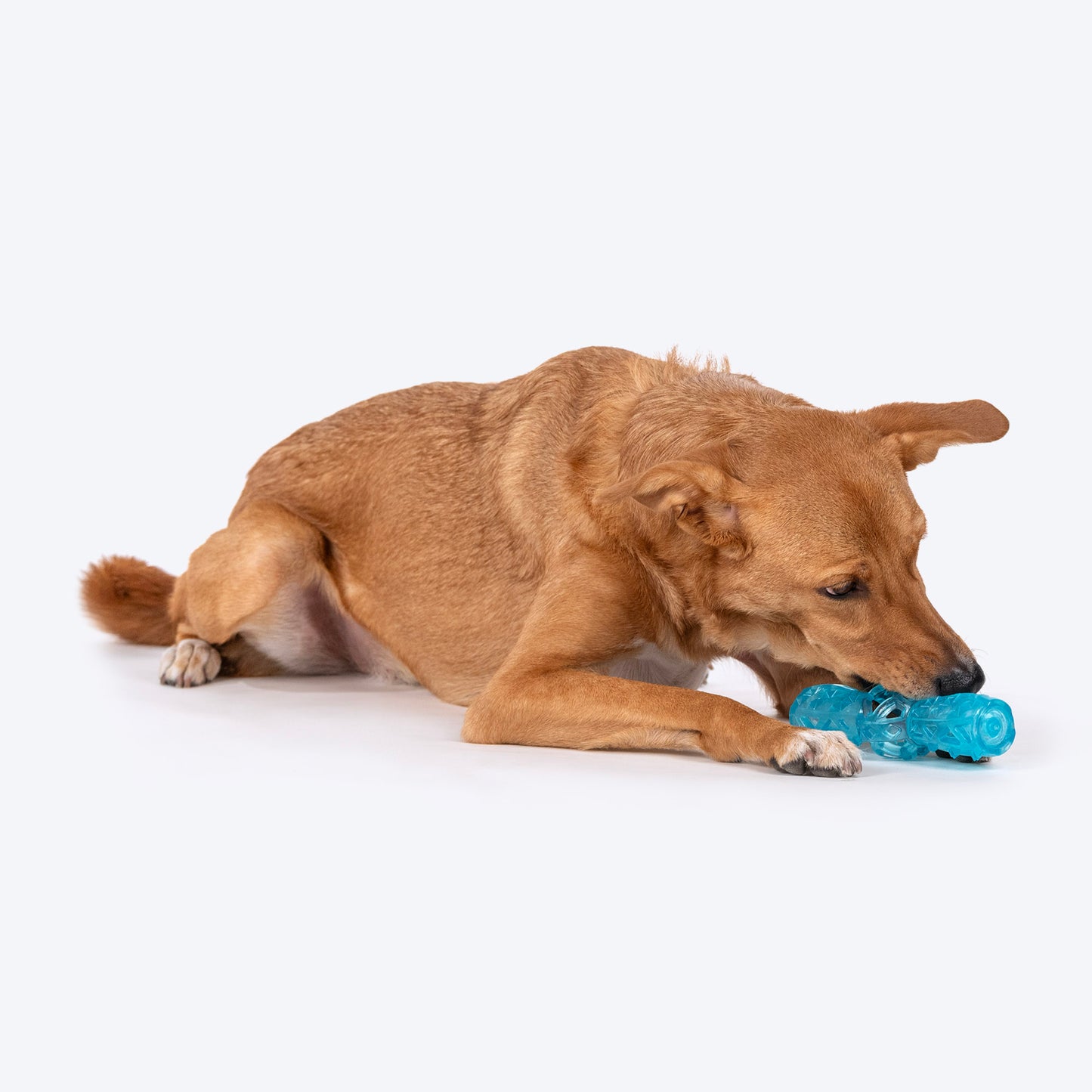 Dash Dog Squeak & Chomp Squeaky Toy For Dog - Blue - Heads Up For Tails