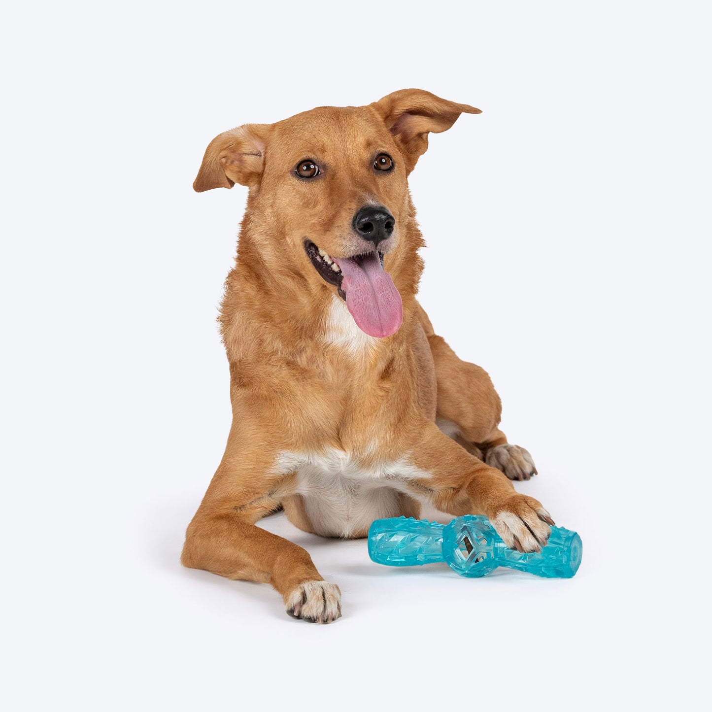 Dash Dog Squeak & Chomp Squeaky Toy For Dog - Blue - Heads Up For Tails