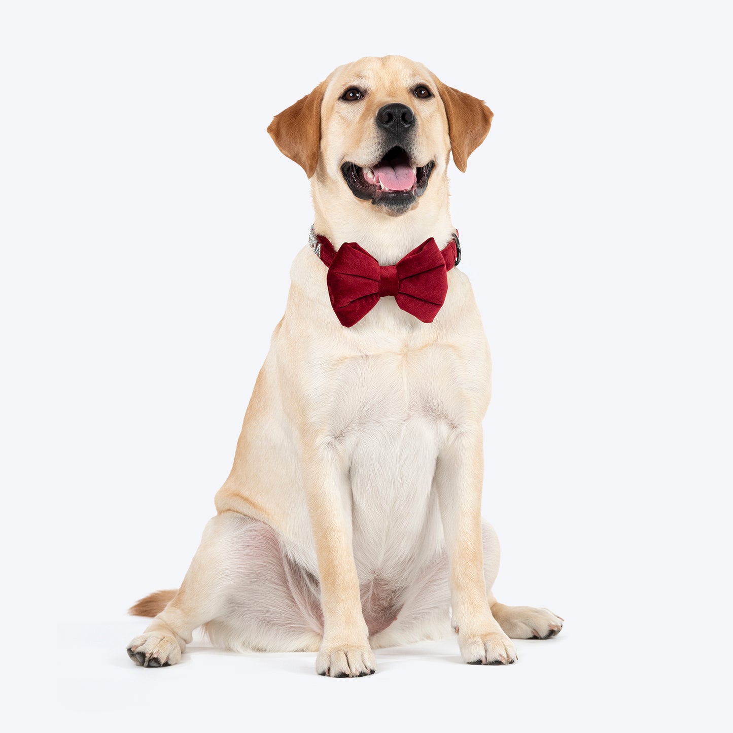 HUFT Personalised Luxe Velvet Bling Fabric Collar With Bow Tie For Dog - Maroon - Heads Up For Tails