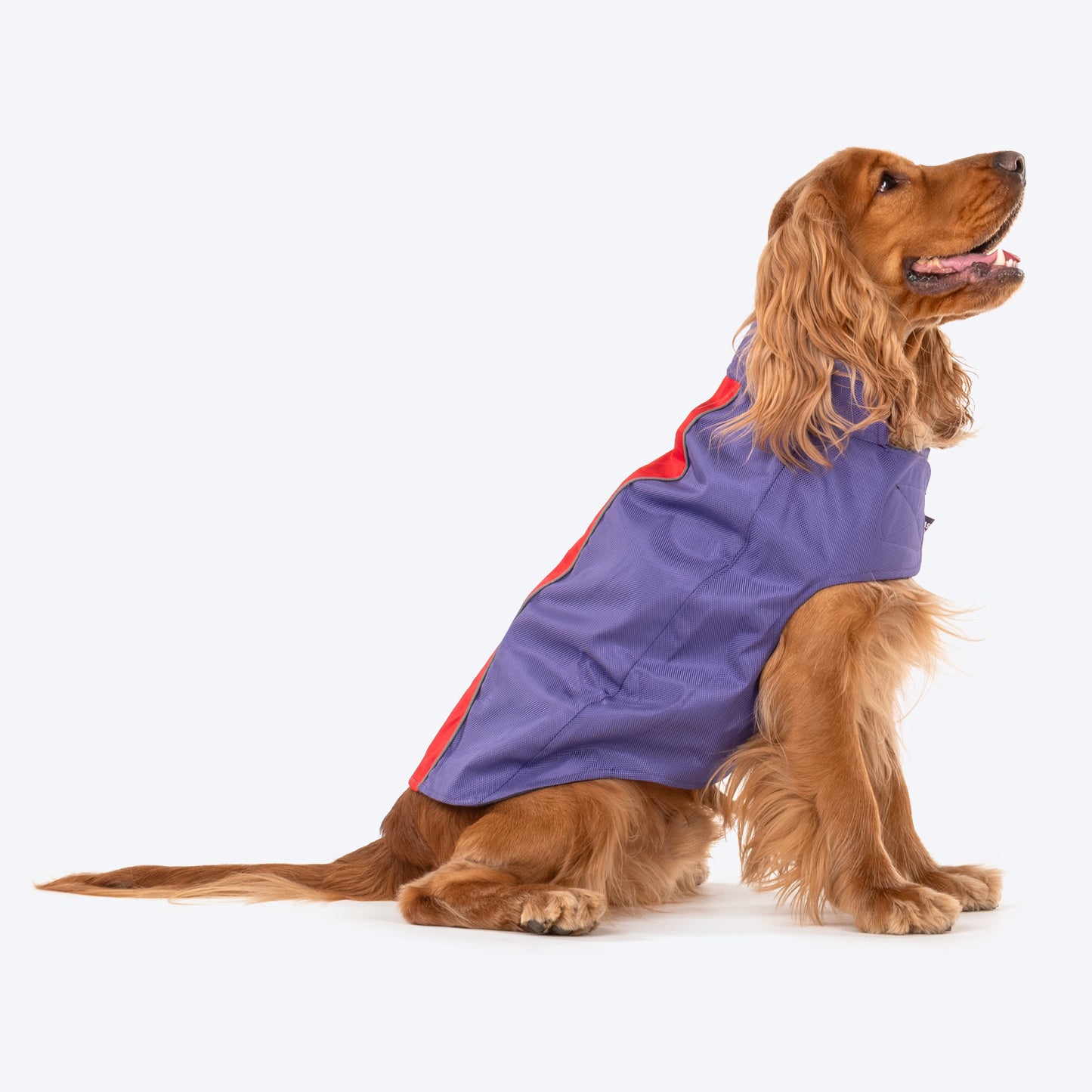 Dash Dog Outdoor Dog Jacket - Violet & Red_05