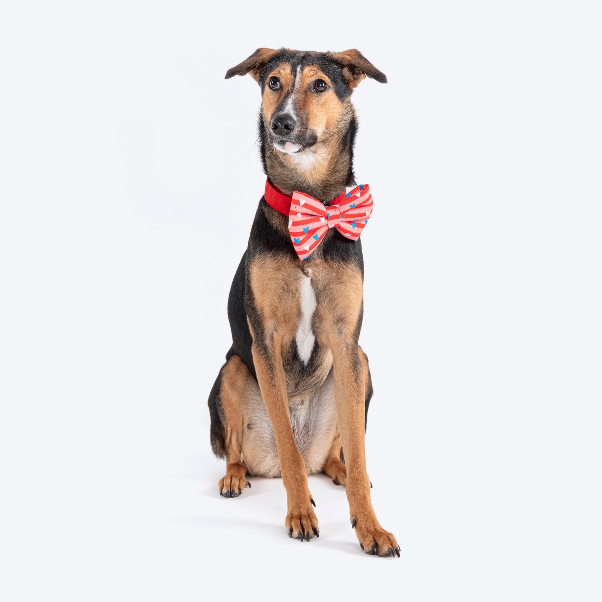 HUFT Heartstrings Collar For Dogs With Free Bow Tie - Coral - Heads Up For Tails