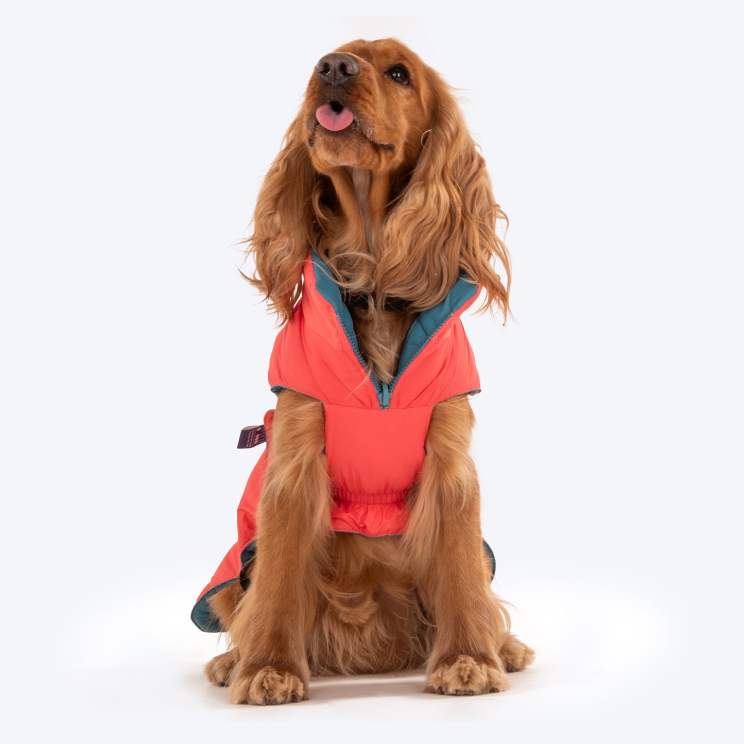 Dash Dog Puffer Dog Jacket - Aqua & Coral_07