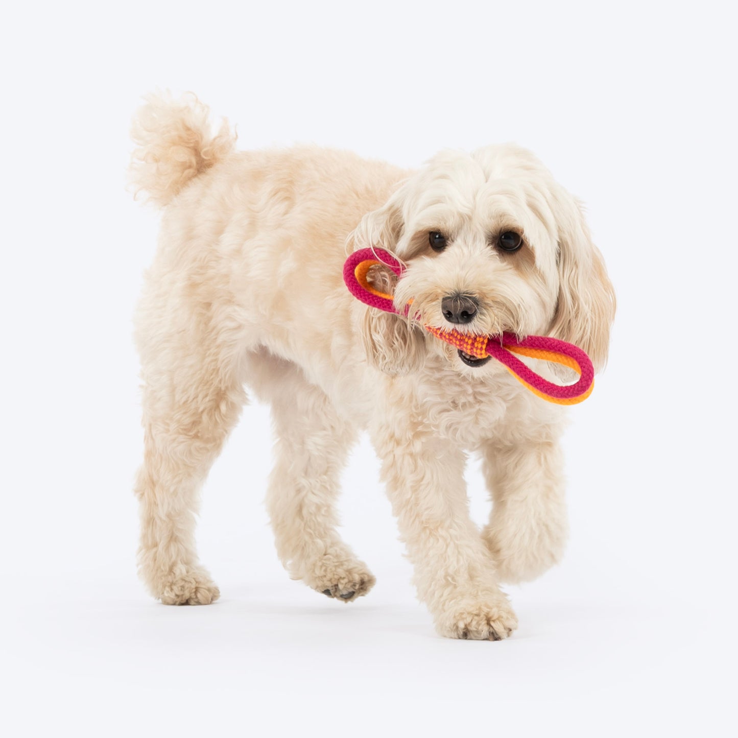 Dash Dog Loopster Rope Toy For Dog - Pink & Orange - Heads Up For Tails