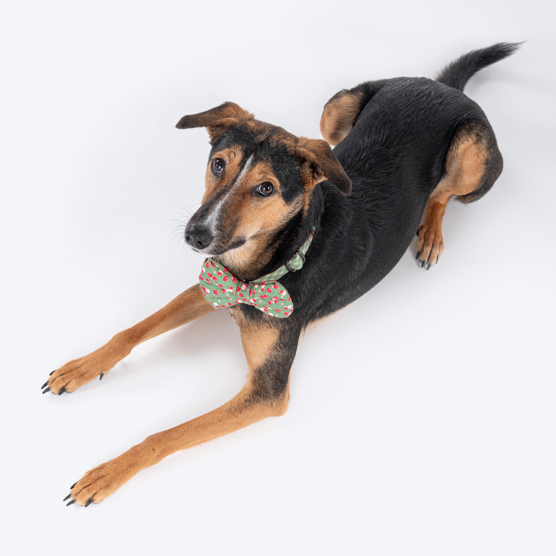 HUFT Pastel Petals Collar For Dogs With Free Bow Tie - Green - Heads Up For Tails