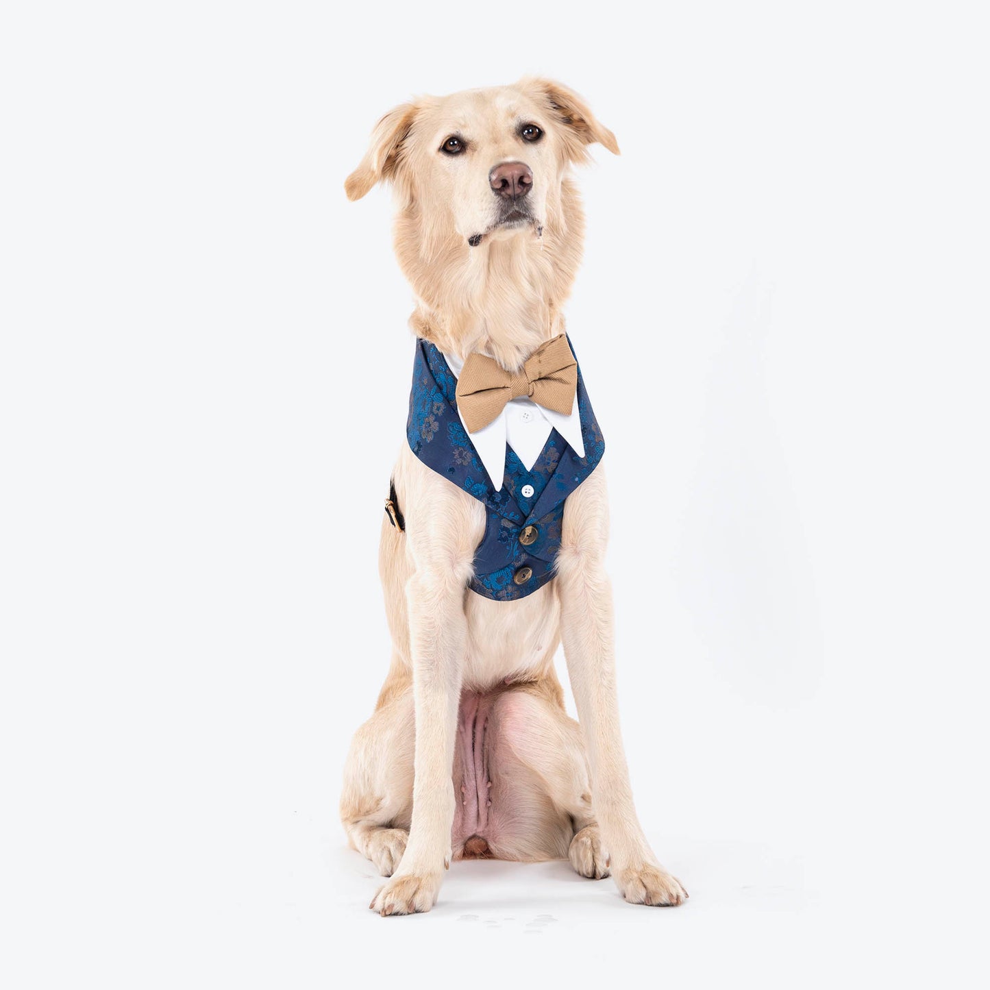 HUFT Made To Order Festive Tuxedo Dog Harness - Heads Up For Tails