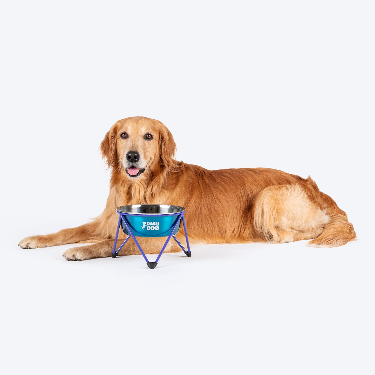 Dash Dog Rainbow Rush Elevated Single Diner With Steel Bowl Inserts For Dog - Violet - Heads Up For Tails