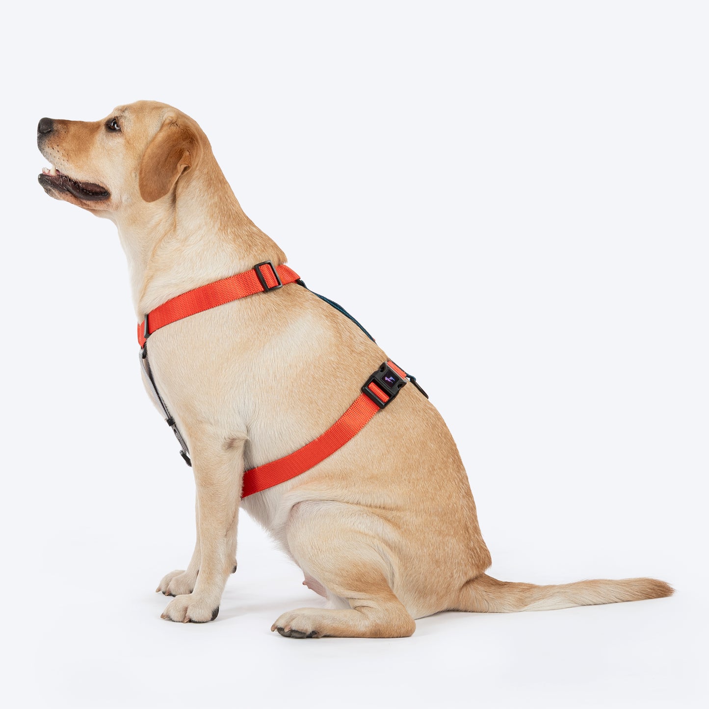 HUFT Classic H - Harness For Dog - Rust & Blue